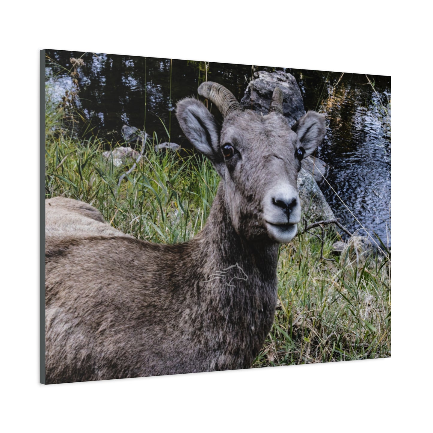 Big Horn Sheep Canvas