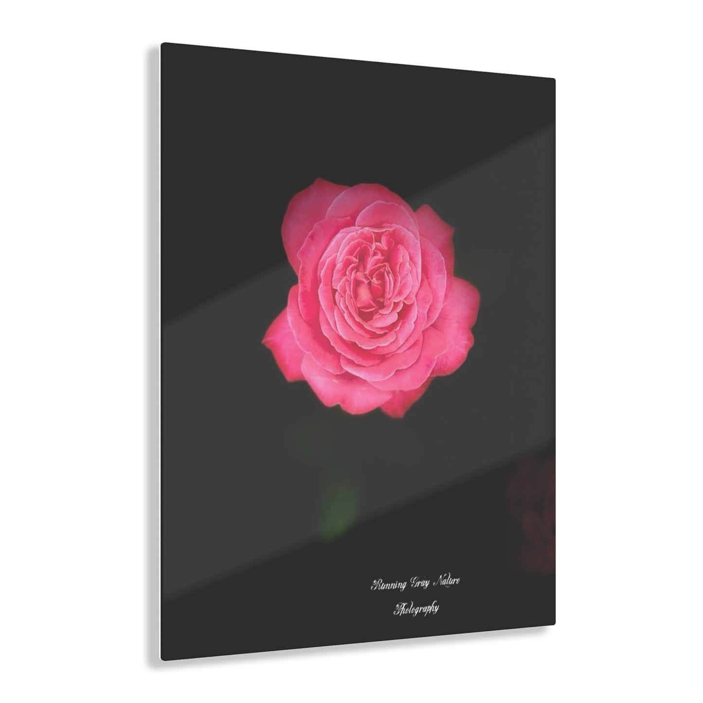 Pink Peace Rose Acrylic Prints