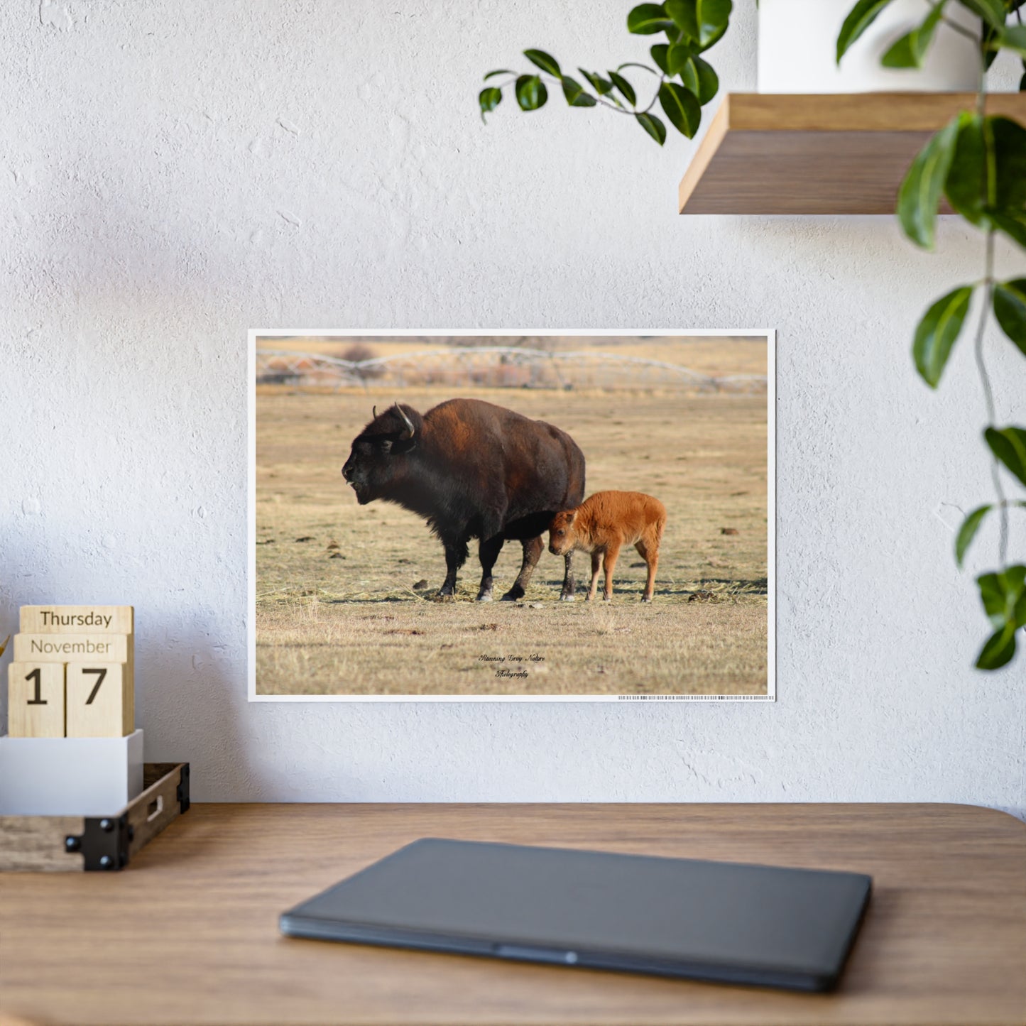 Posters Board Momma and Baby Buffalo