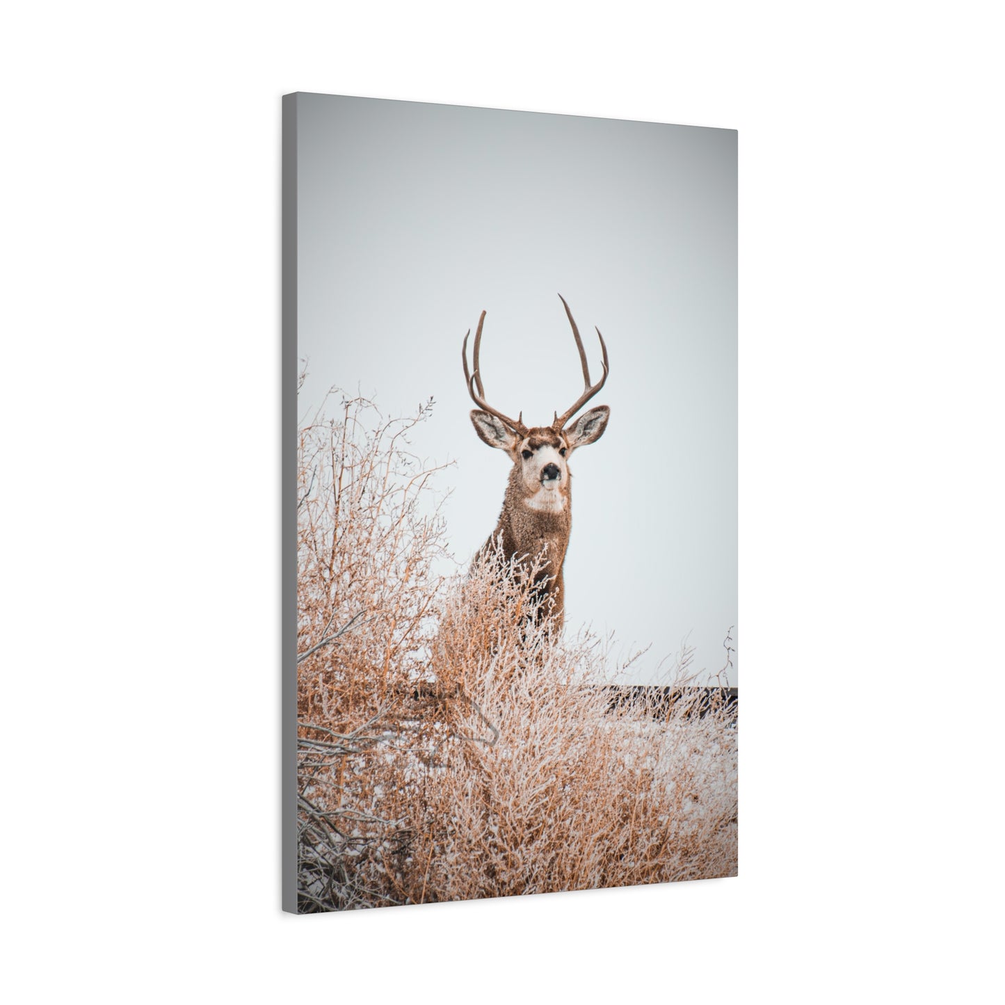 Rustic Deer Canvas