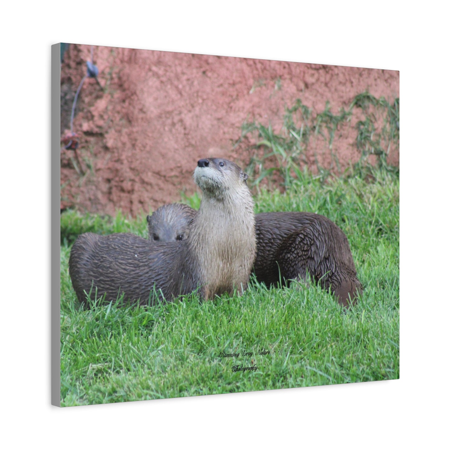 Otter Stare Matte Canvas, Stretched, 1.25"