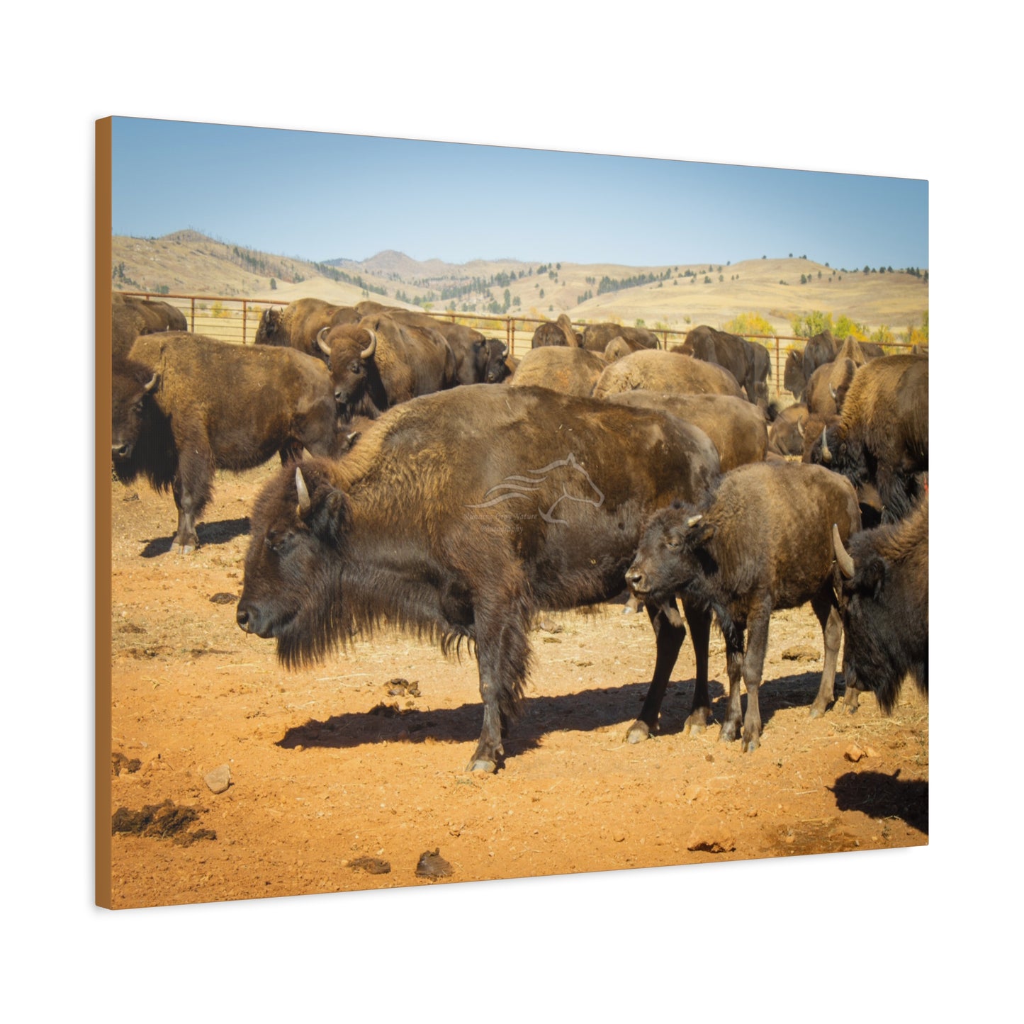 Momma and Baby Buffalo Canvas