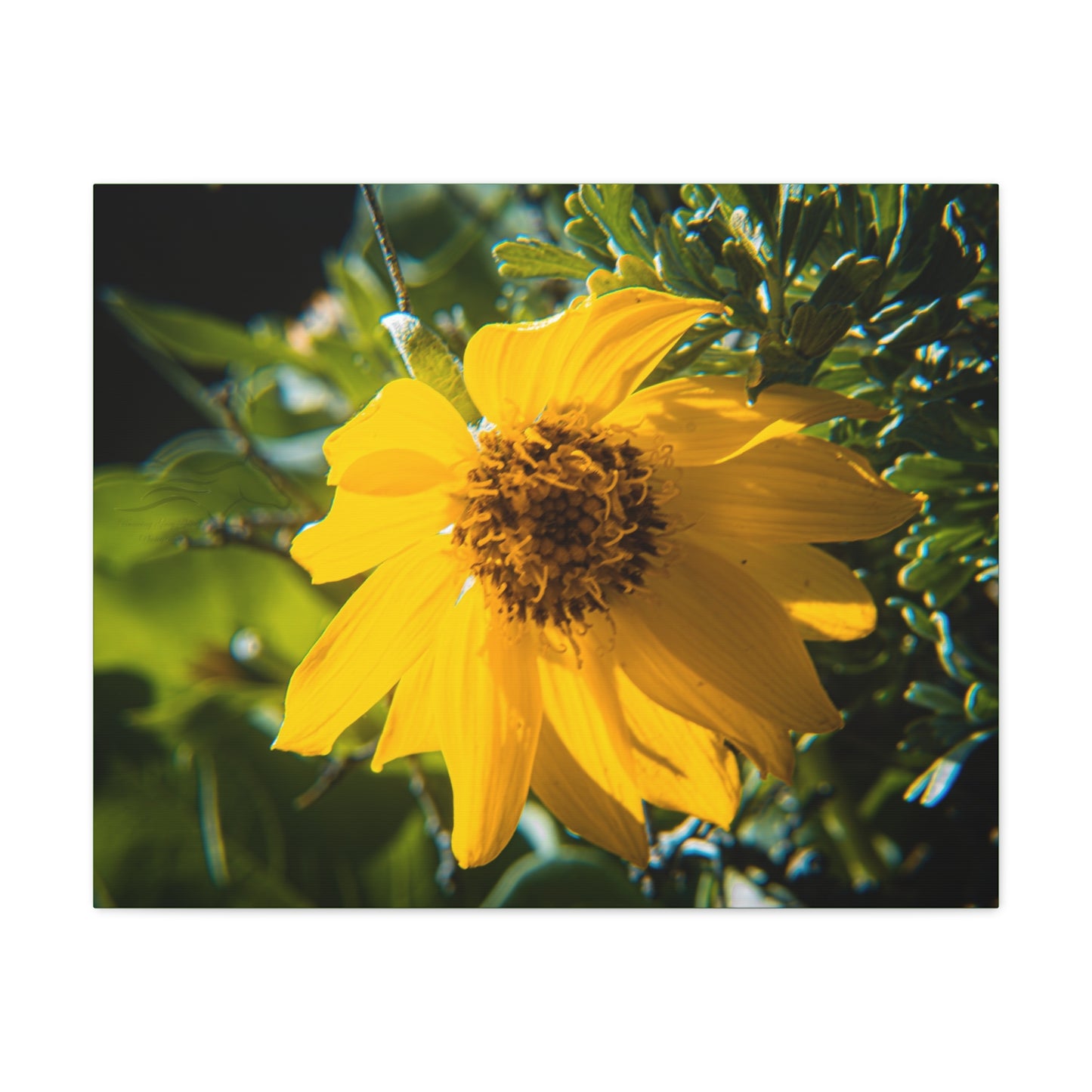 Arrowleaf Balsamroot Canvas