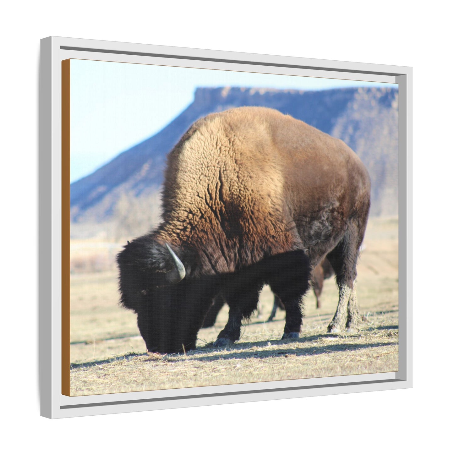 Big Daddy Buffalo Framed Canvas