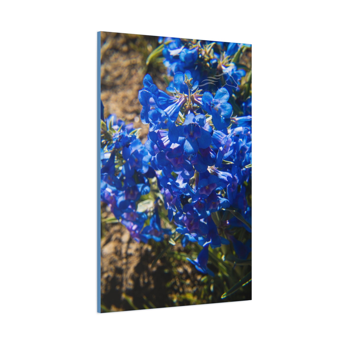 Rocky Mountain Beardtongue Canvas