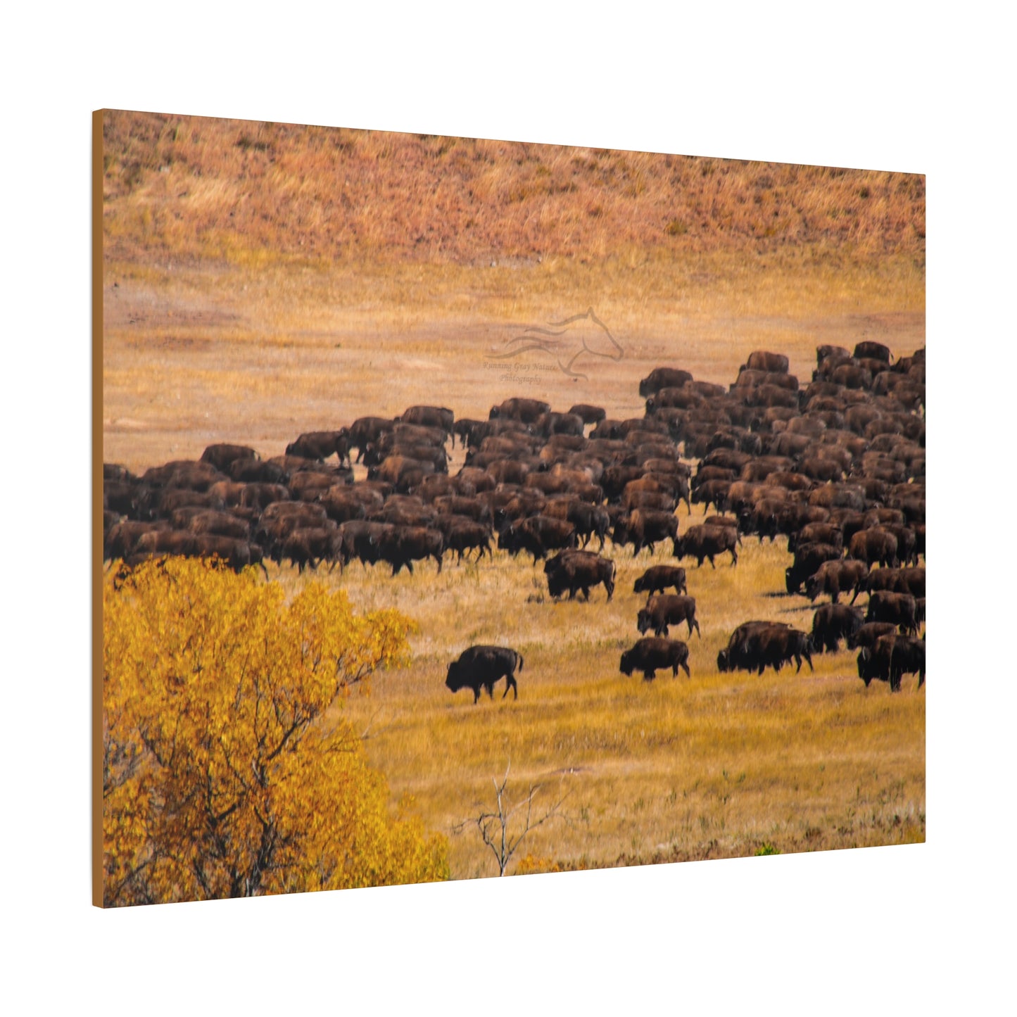 Buffalo all Gathered Canvas