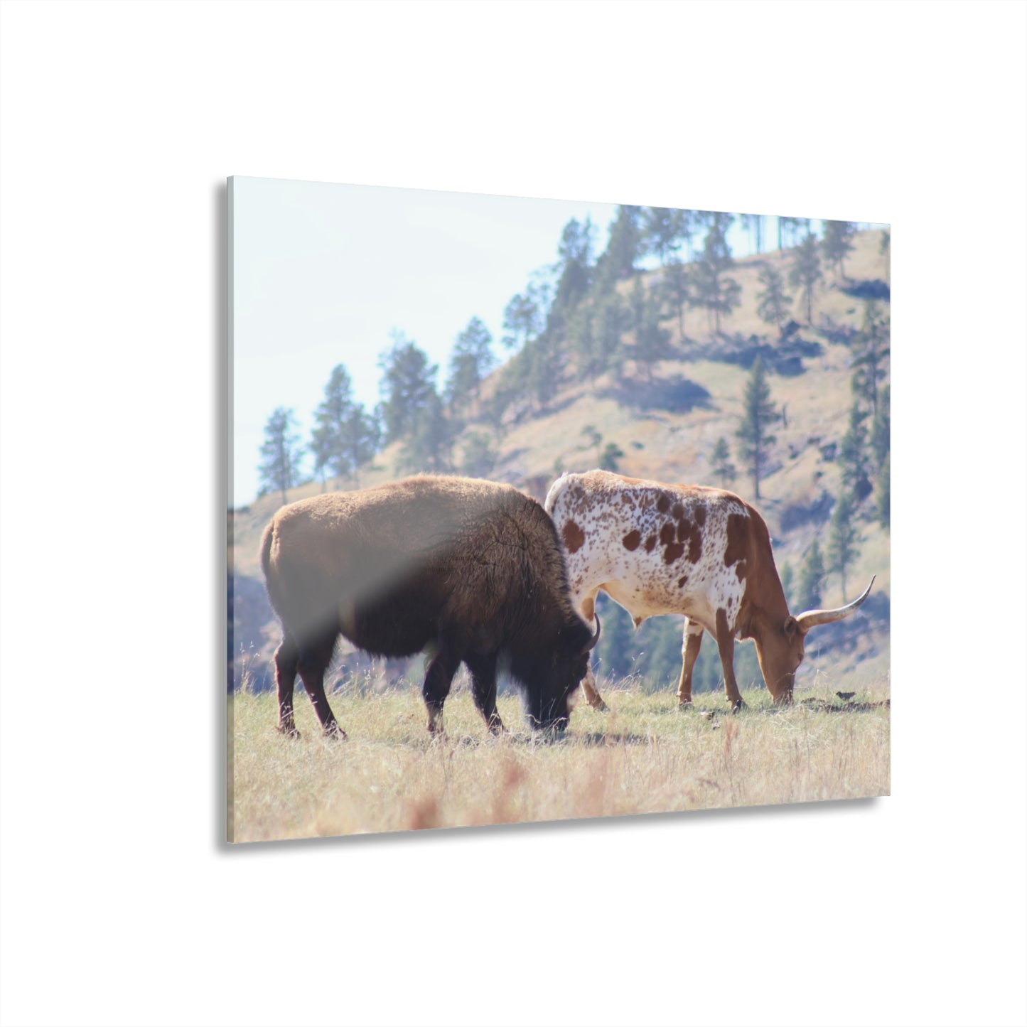 Long Horn and Buffalo Acrylic