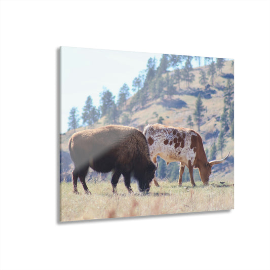 Long Horn and Buffalo Acrylic