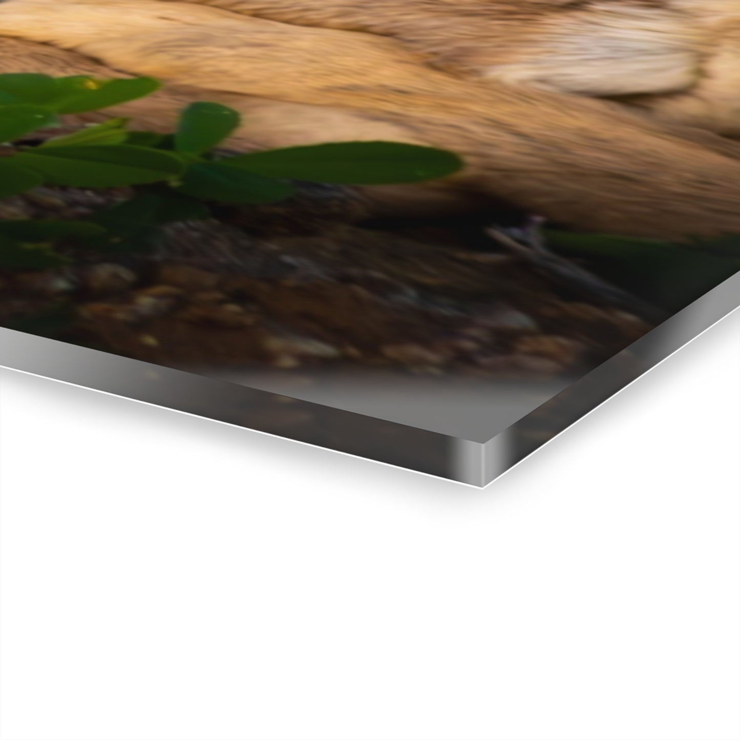 Baby Antelope Acrylic