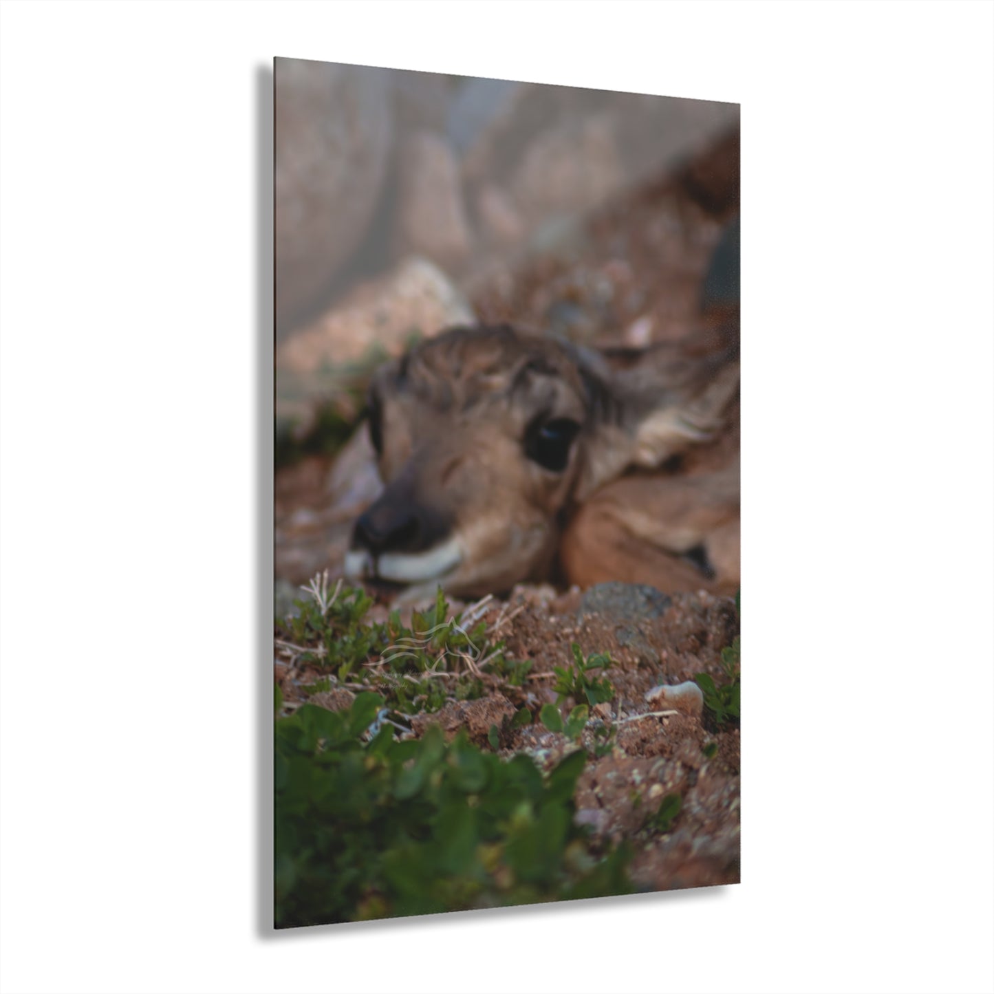 Gentle Antelope Fawn Acrylic