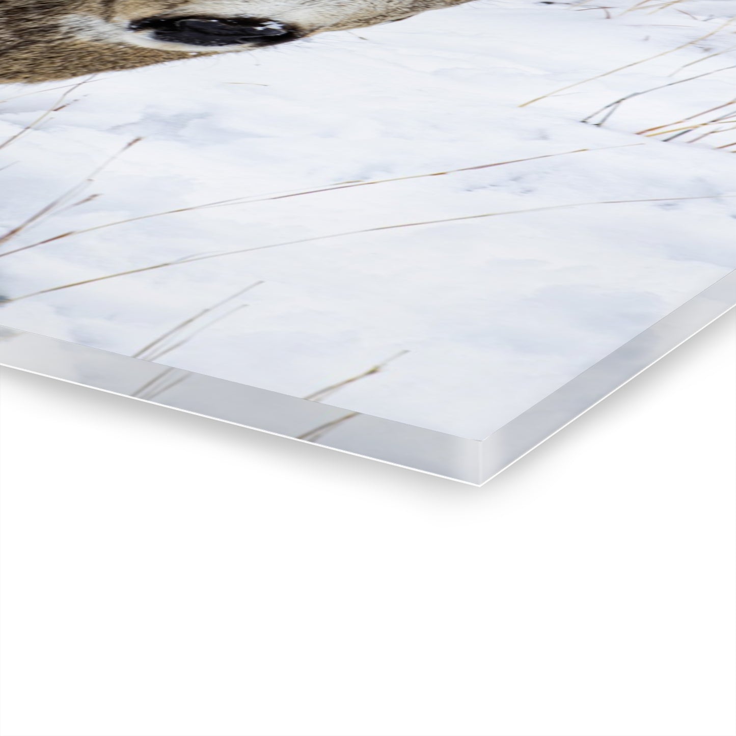 Deer Antlers in February Acrylic