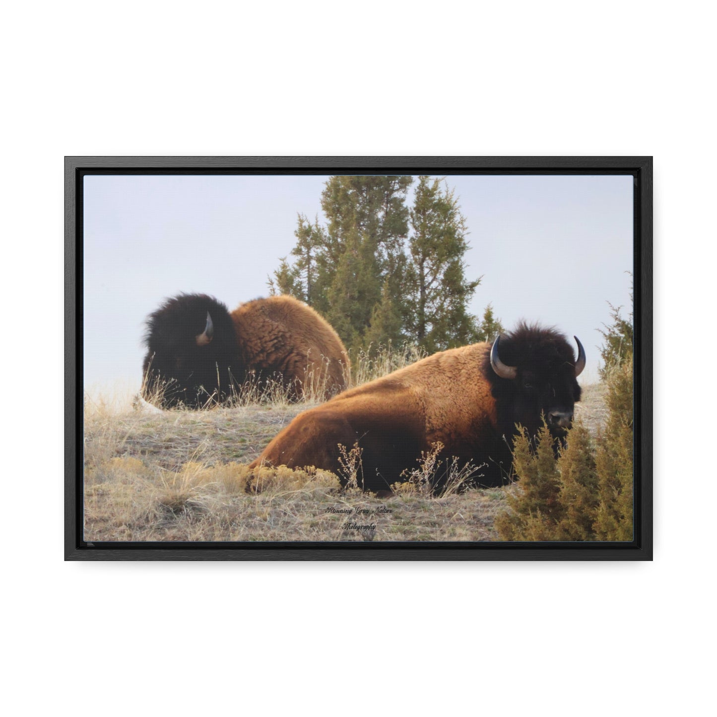 Two Bull Buffalo Gallery Canvas Wraps, Horizontal Frame