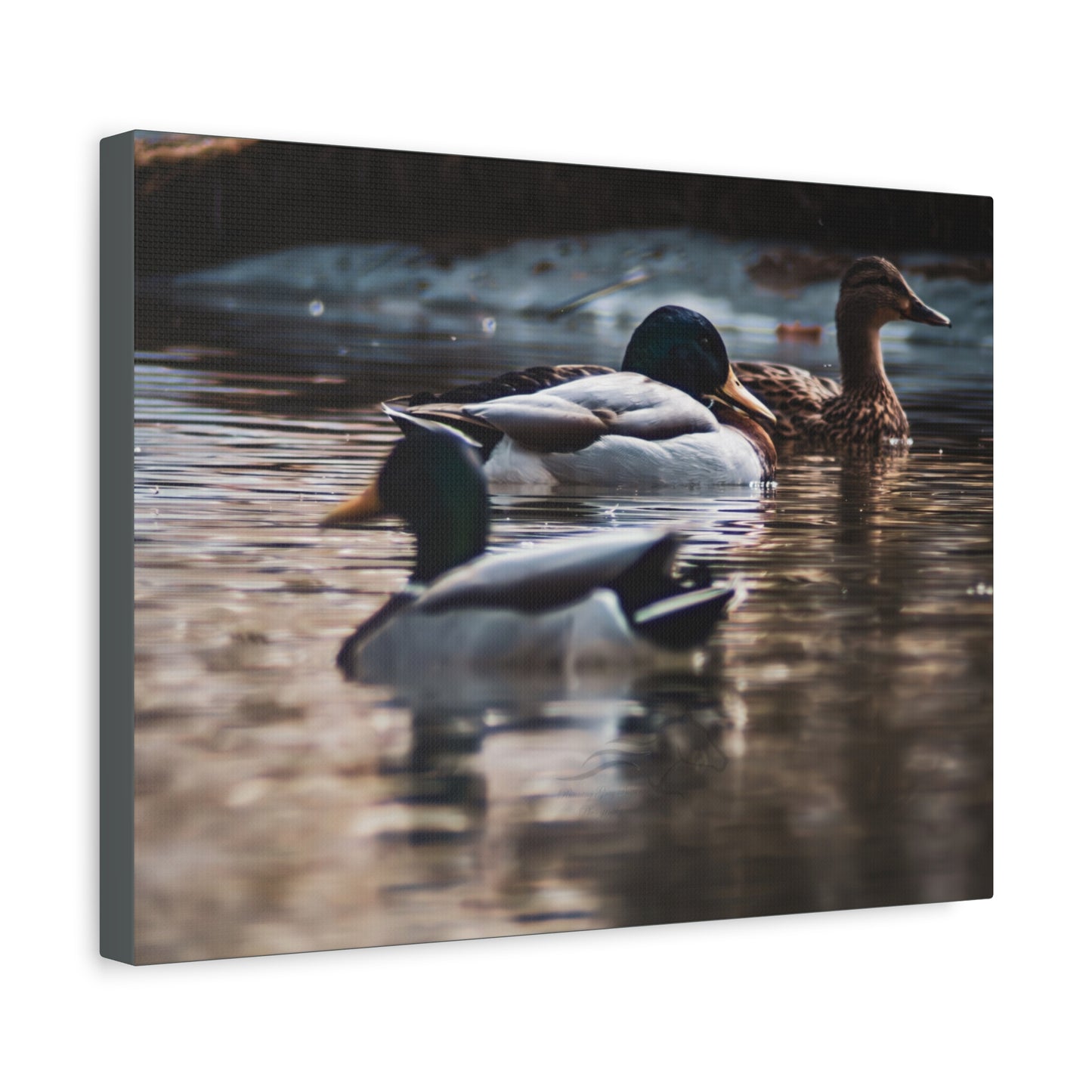 Mallard Ducks Canvas