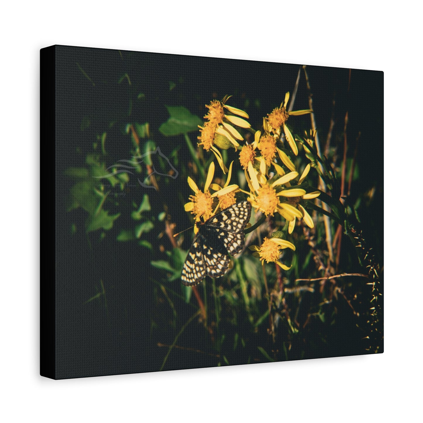 Checkerspot Butterfly Canvas