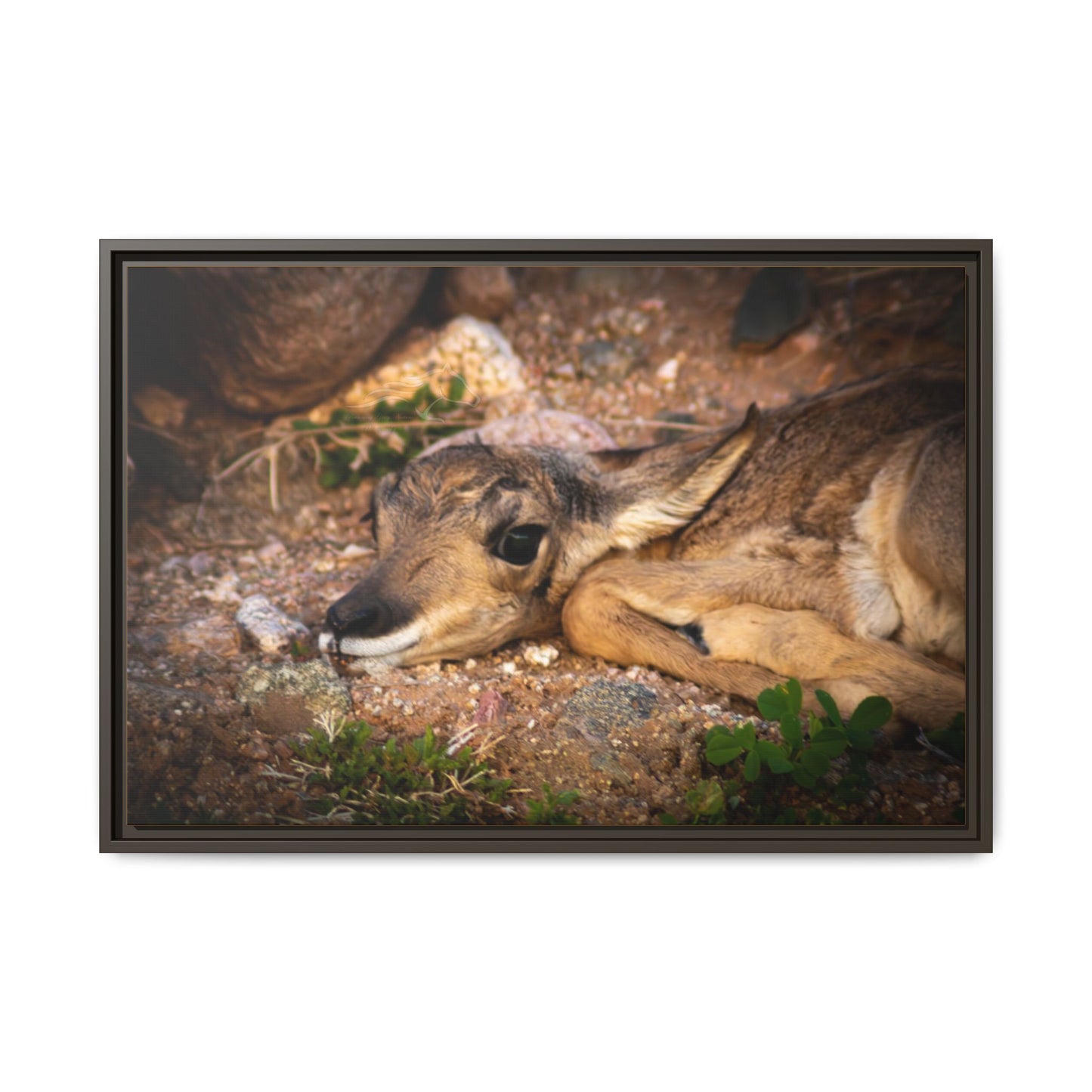 Baby Antelope Framed Canvas