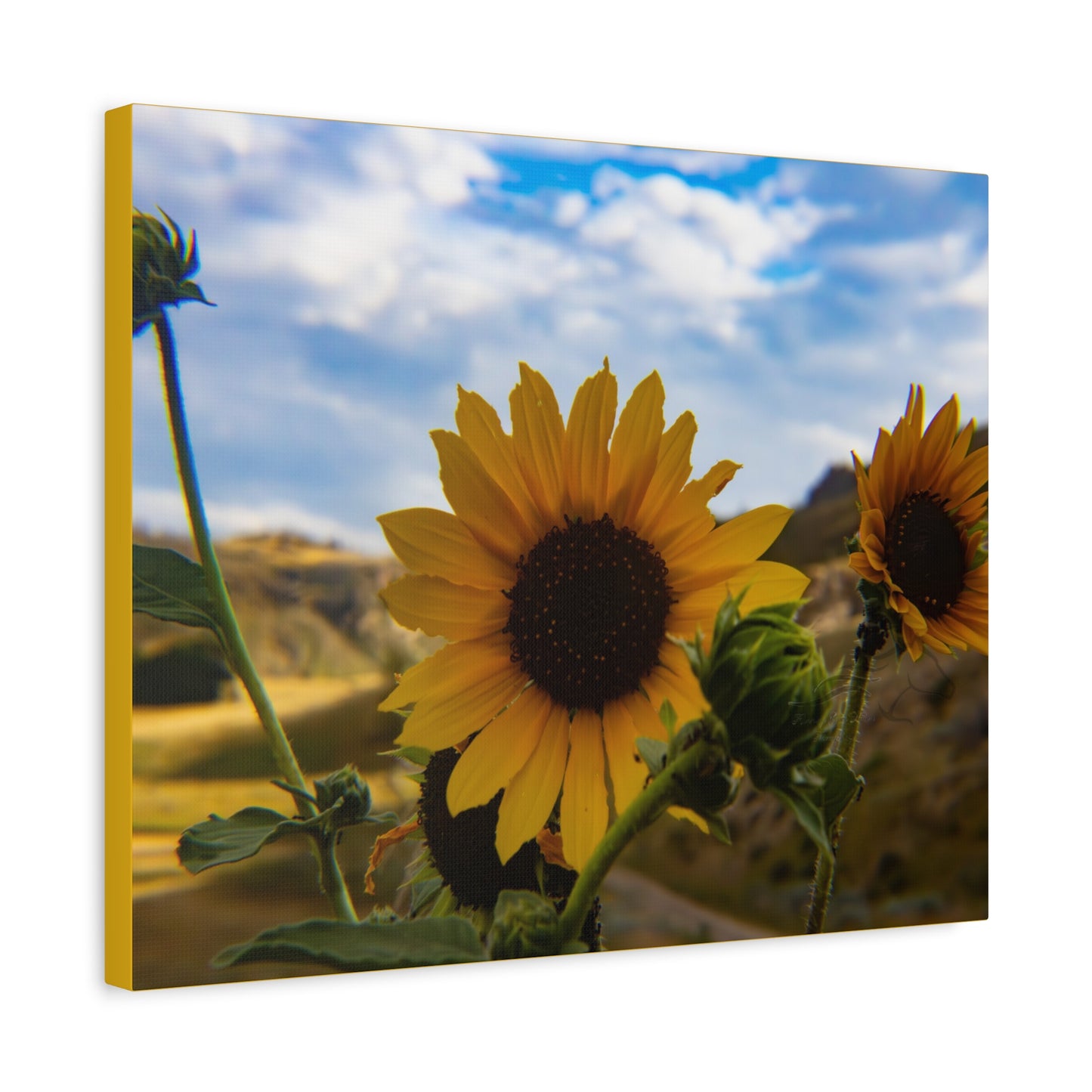 Sunflower Canvas