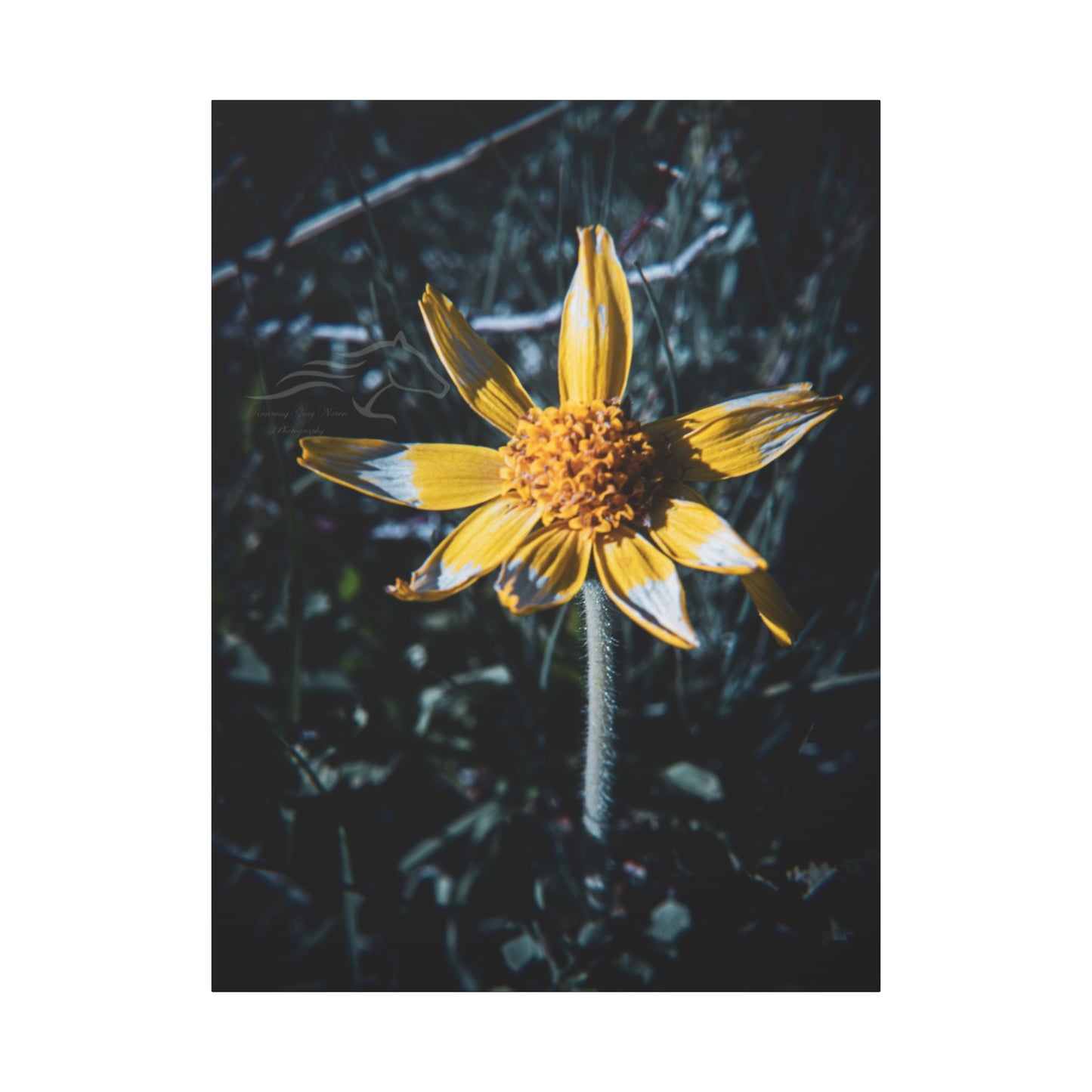 Parish's Goldeneye Canvas