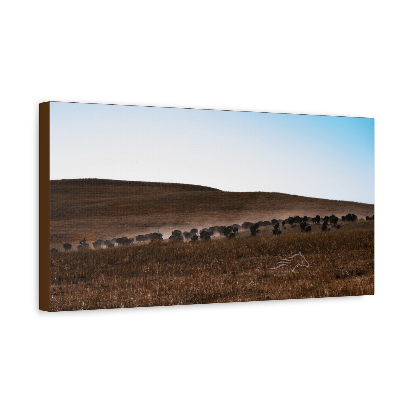 Buffalo Herd Canvas