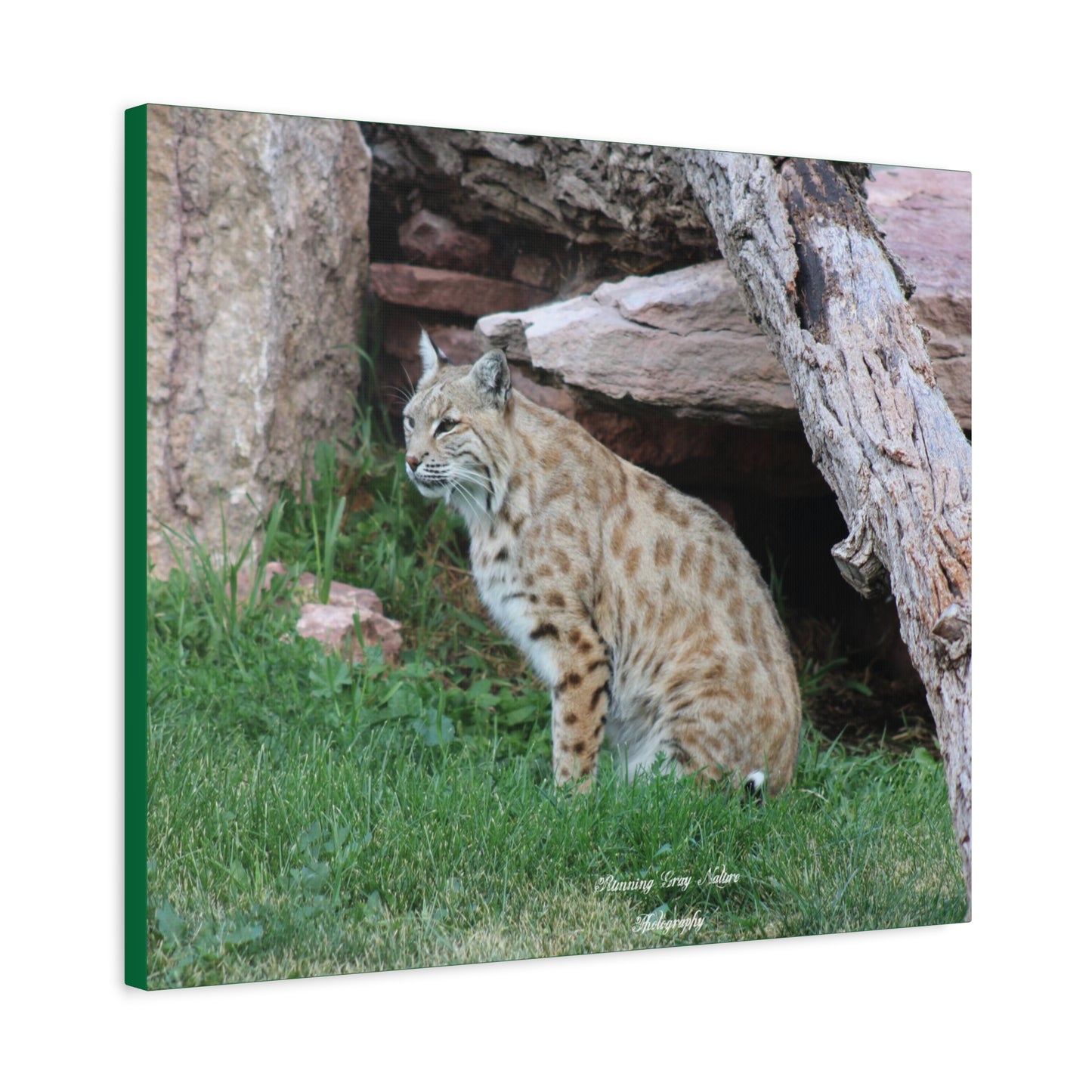 Sitting Bobcat Matte Canvas, Stretched, 1.25"