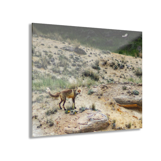 Swift Fox and an Eagle