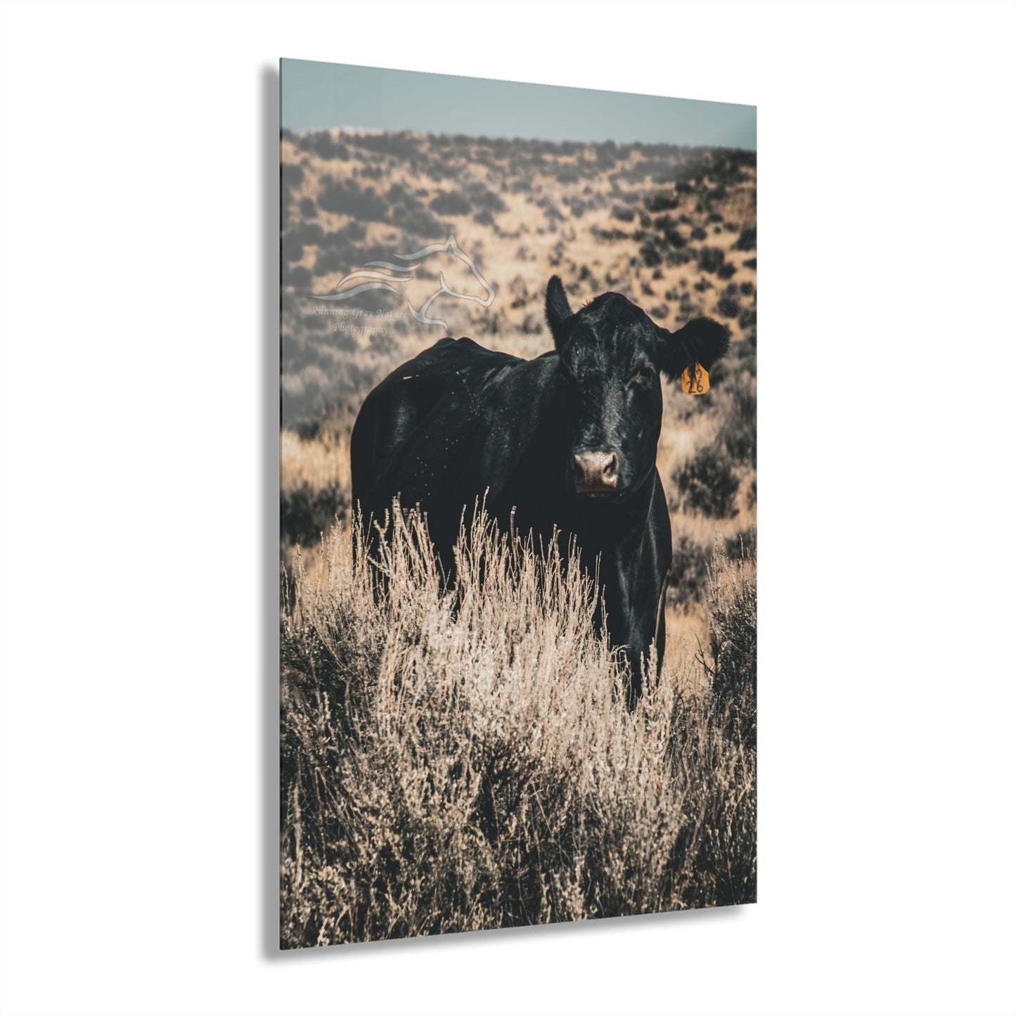 Black Angus Momma Acrylic