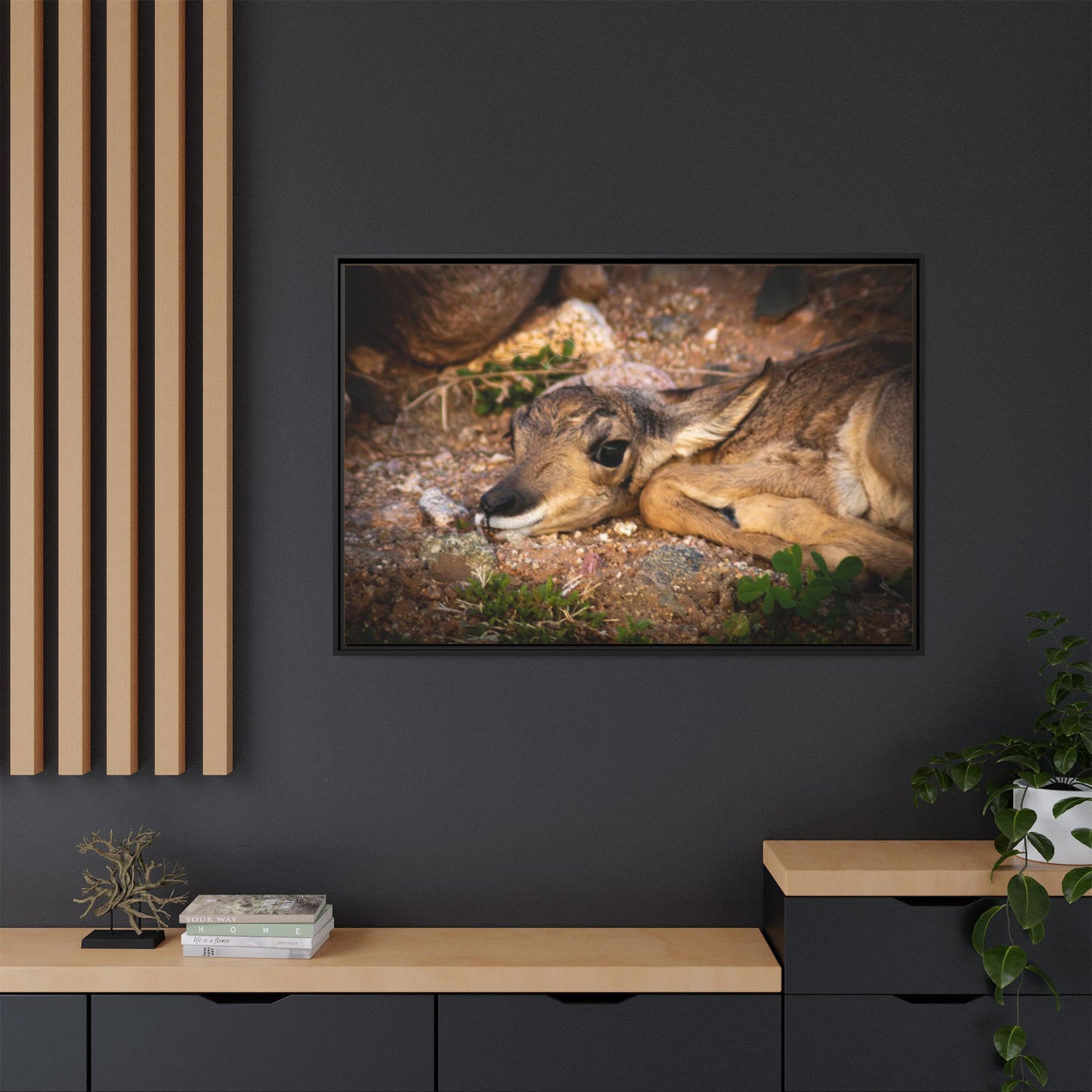 Baby Antelope Framed Canvas