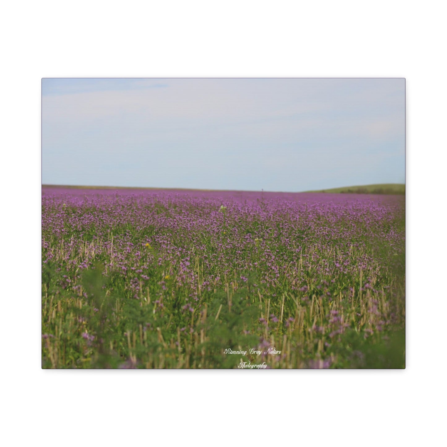 Purple Dead Nettle Field Matte Canvas, Stretched, 1.25"