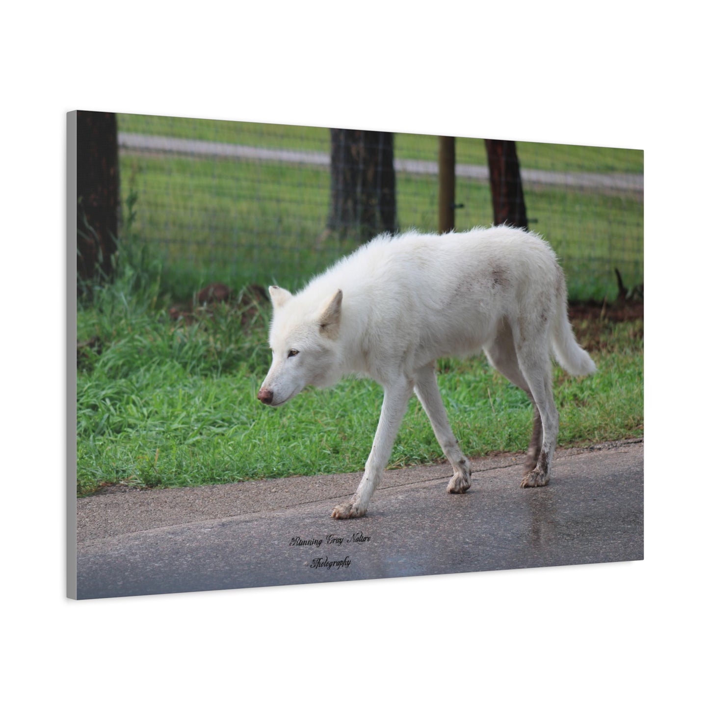 White Wolf Matte Canvas, Stretched, 1.25"