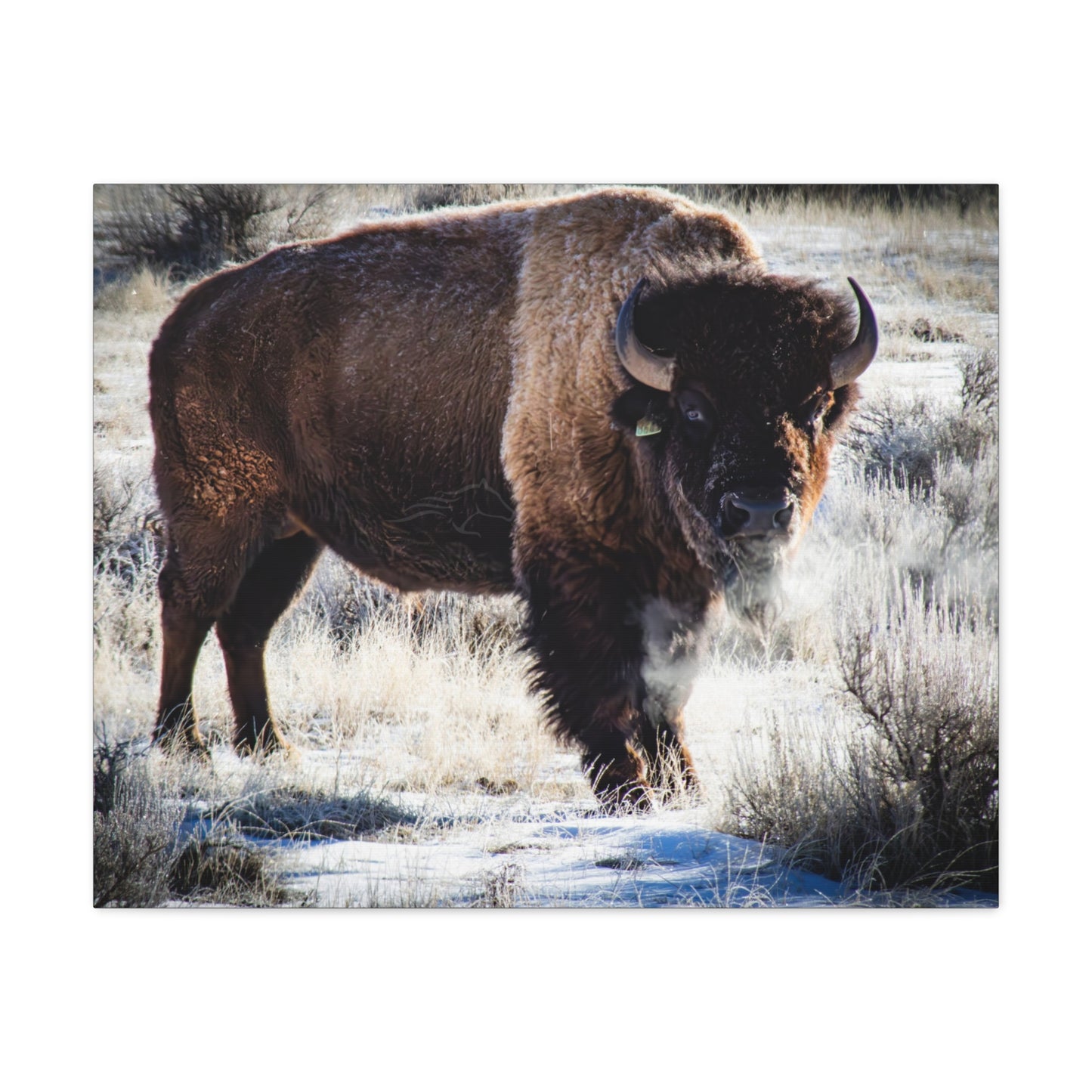 Early Morning Buffalo Canvas