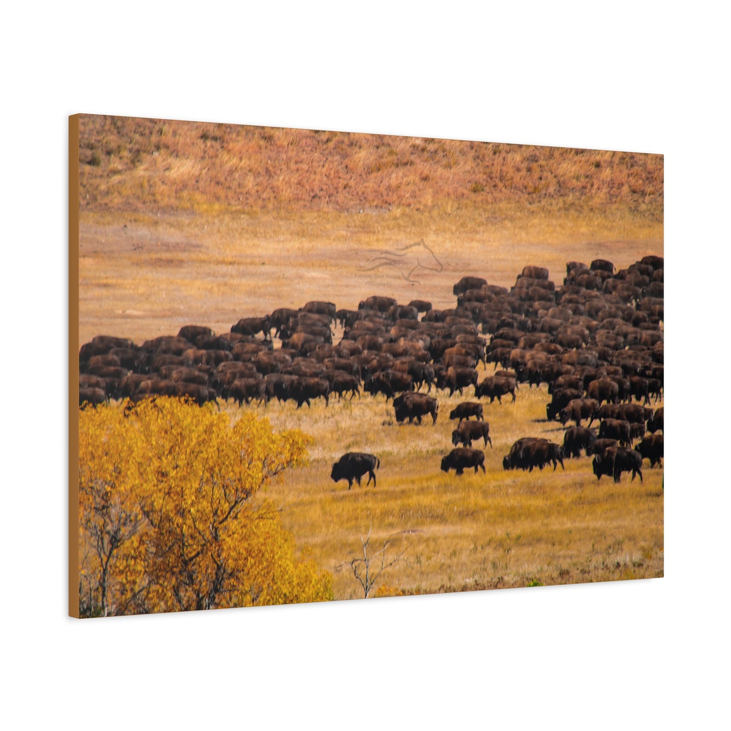 Buffalo all Gathered Canvas