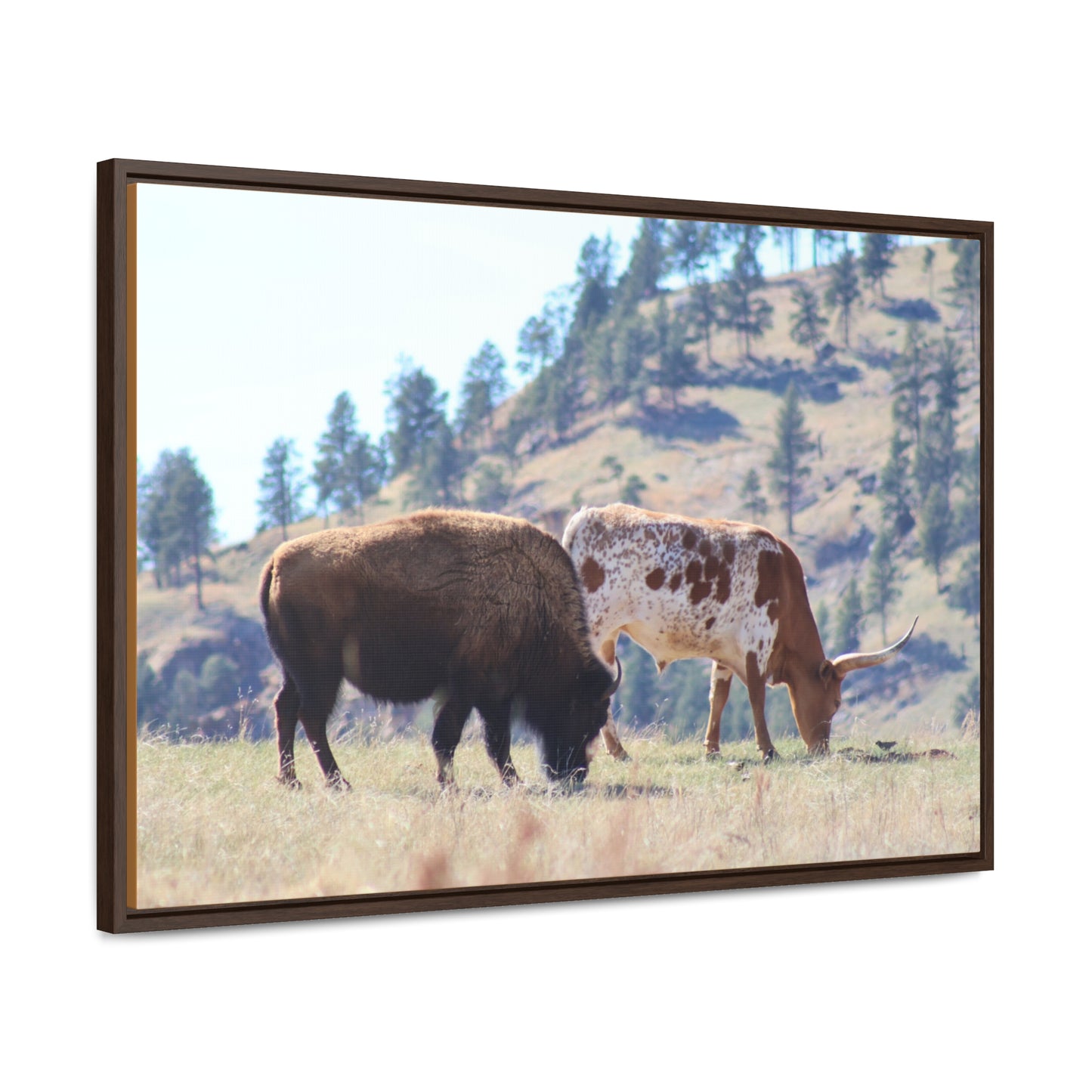 Long Horn and Buffalo Gallery Canvas Wraps, Horizontal Frame