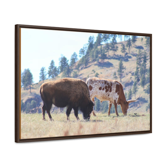 Long Horn and Buffalo Gallery Canvas Wraps, Horizontal Frame