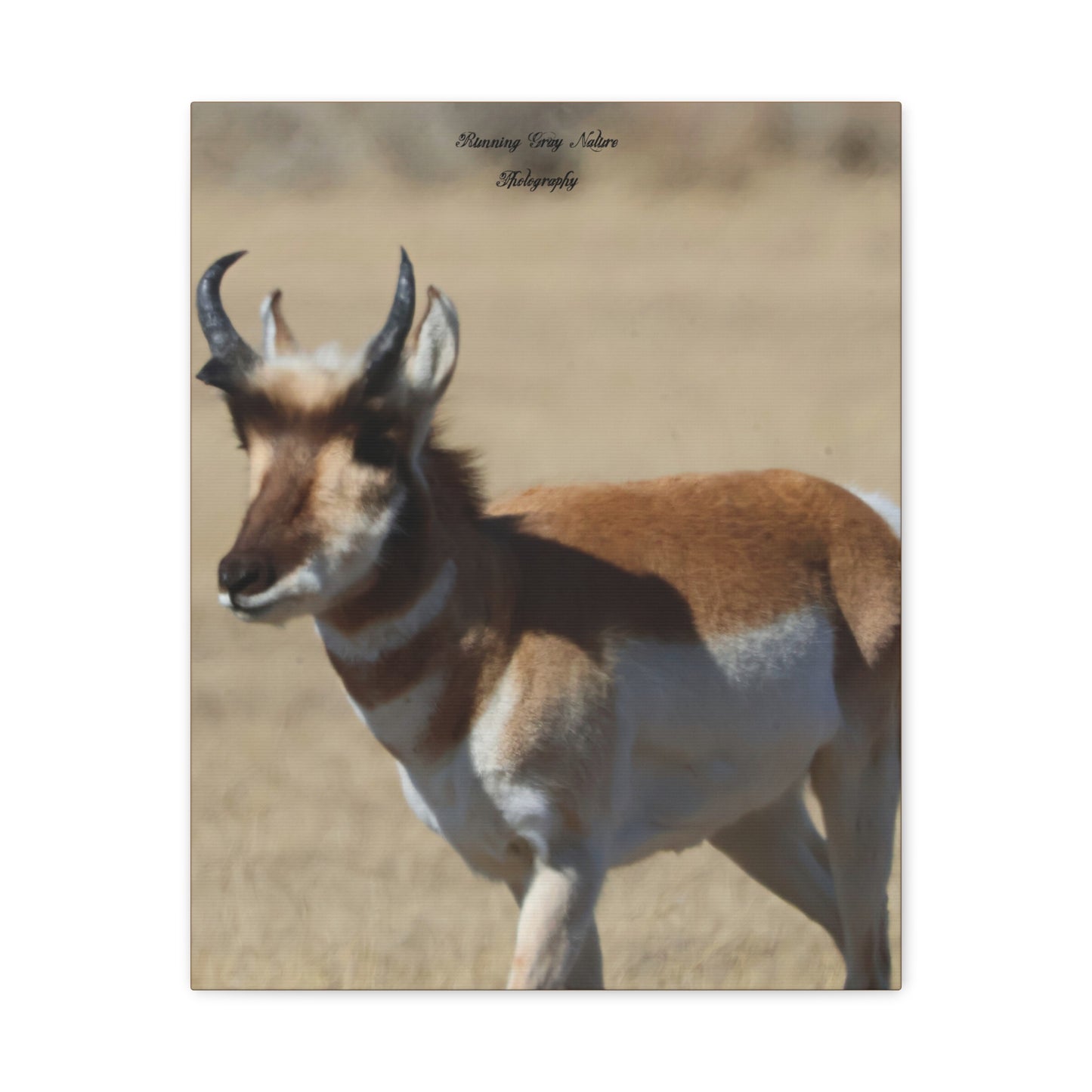 Wyoming Pronghorn Matte Canvas, Stretched, 1.25"