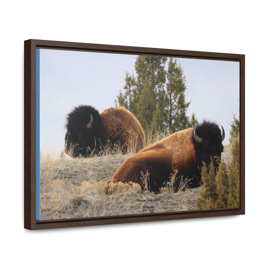 Two Bull Buffalo Gallery Canvas Wraps, Horizontal Frame