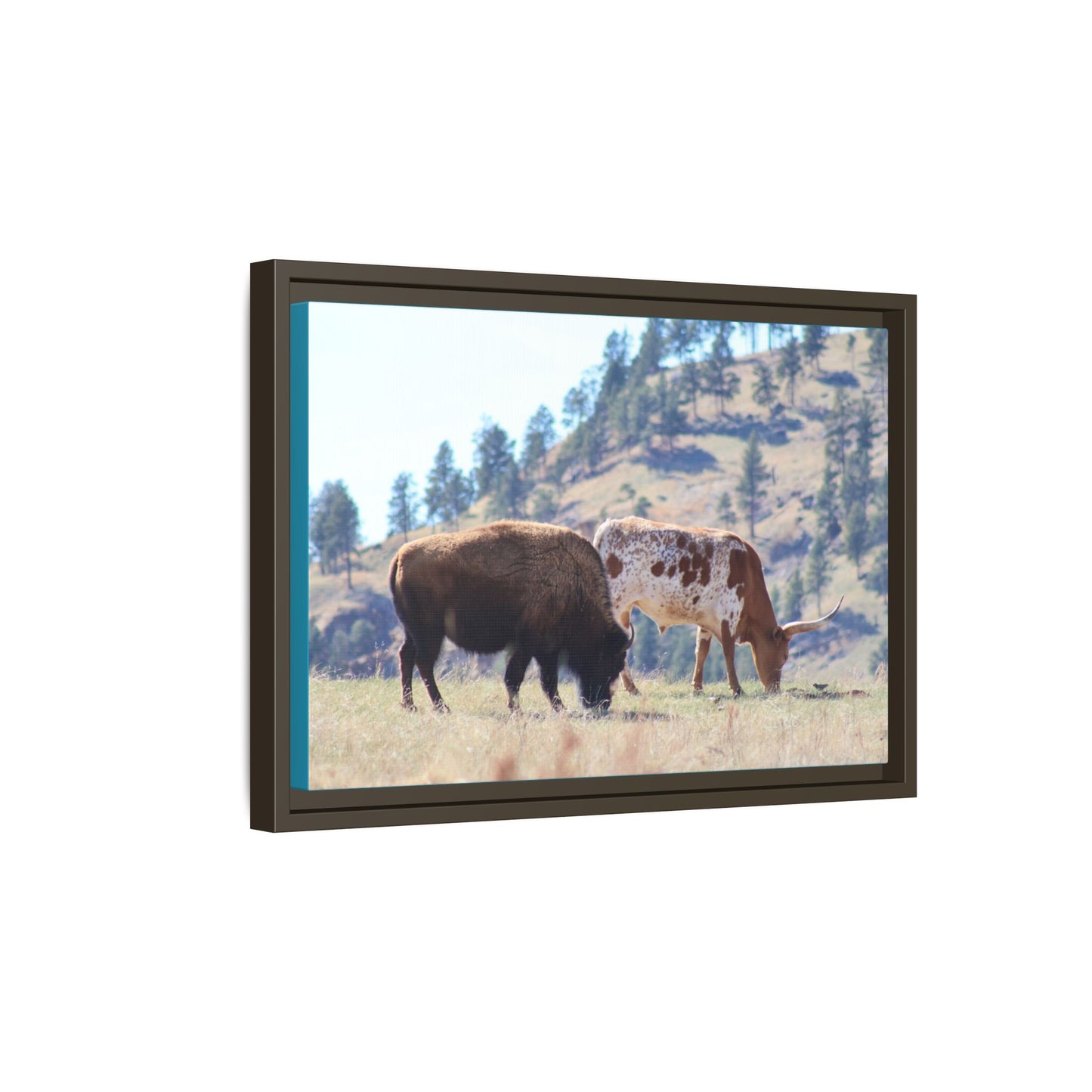 Long Horn and Buffalo Framed Canvas