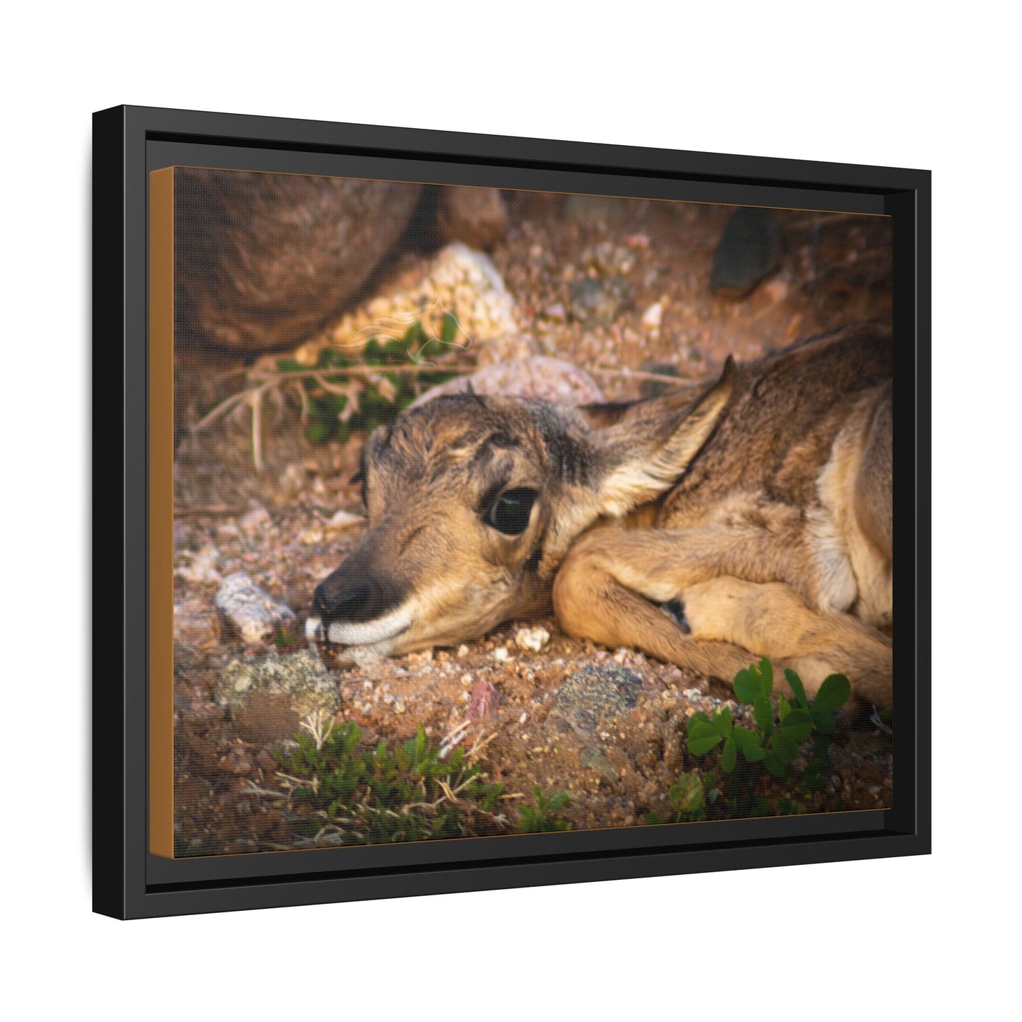 Baby Antelope Framed Canvas