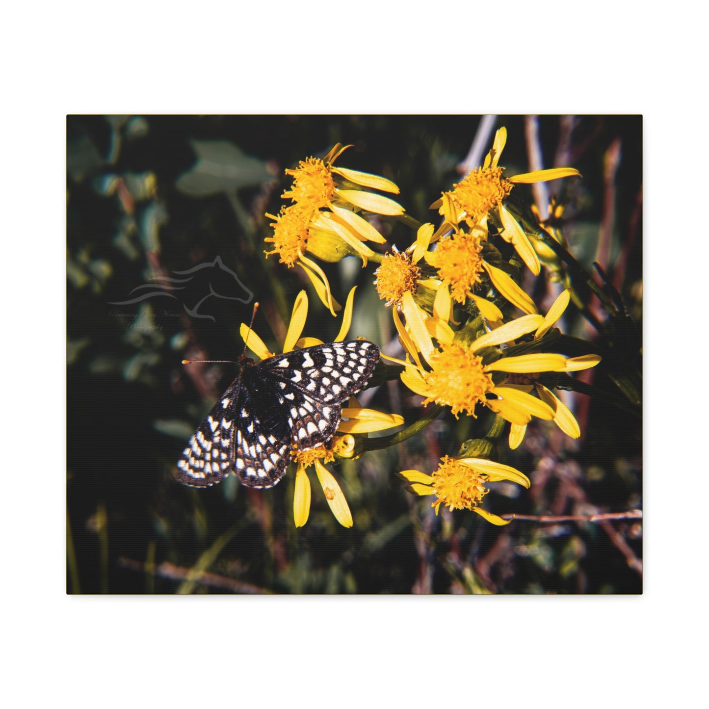 Butterfly Bloom Canvas