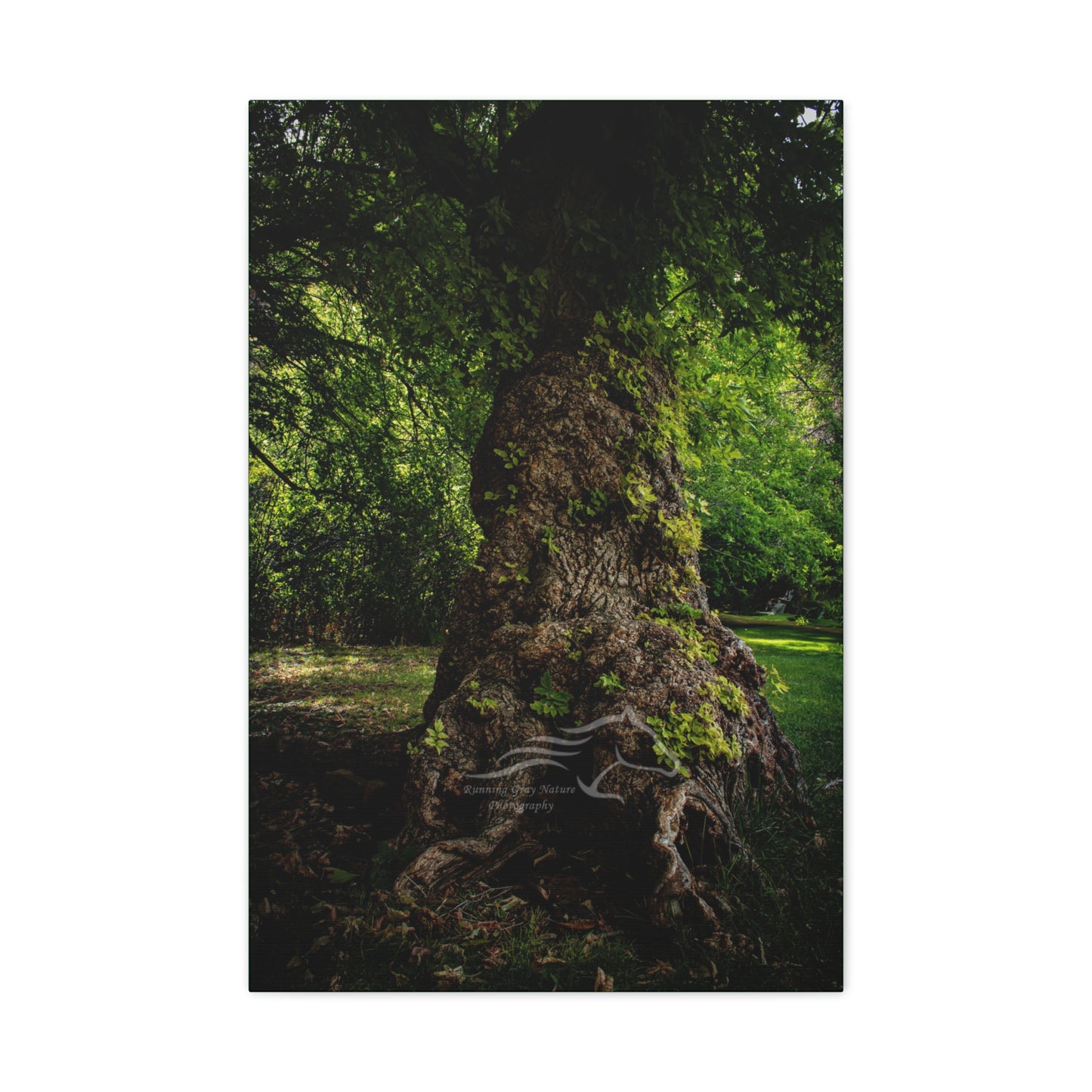 Natural Green Tree Canvas