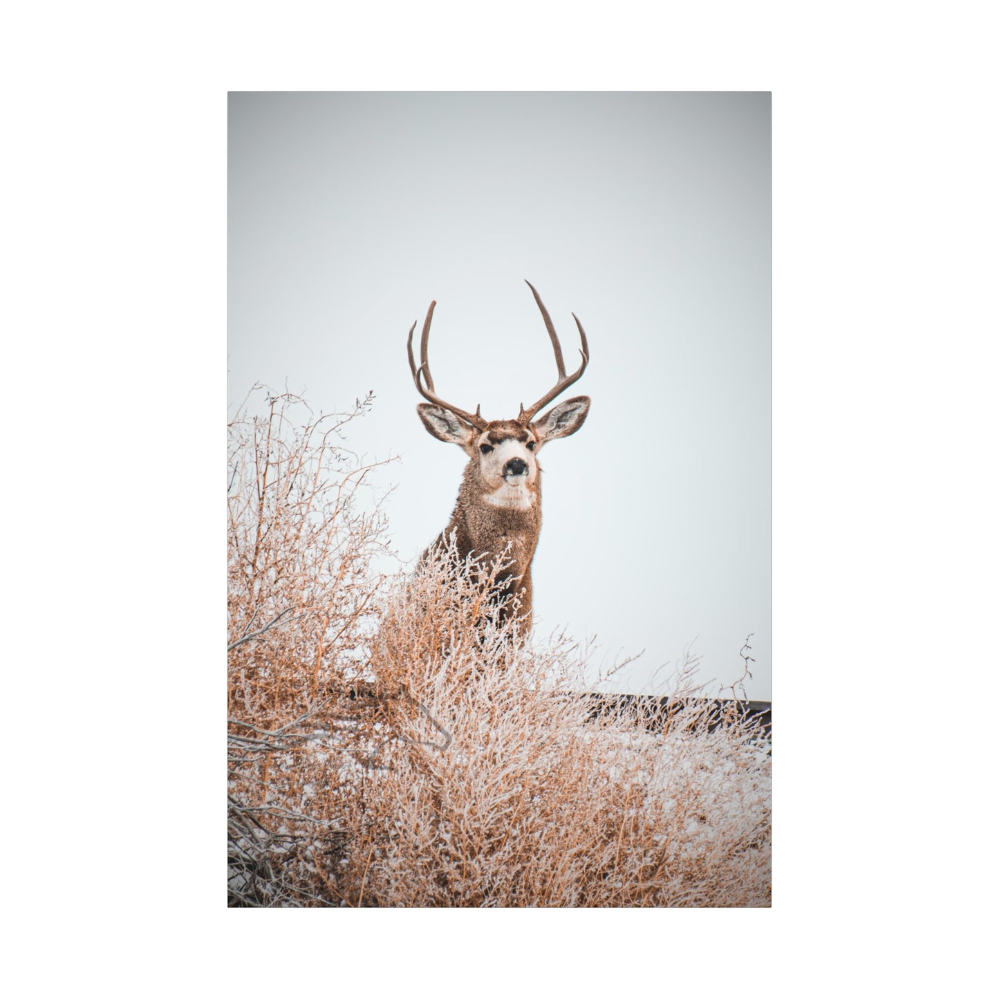 Rustic Deer Canvas