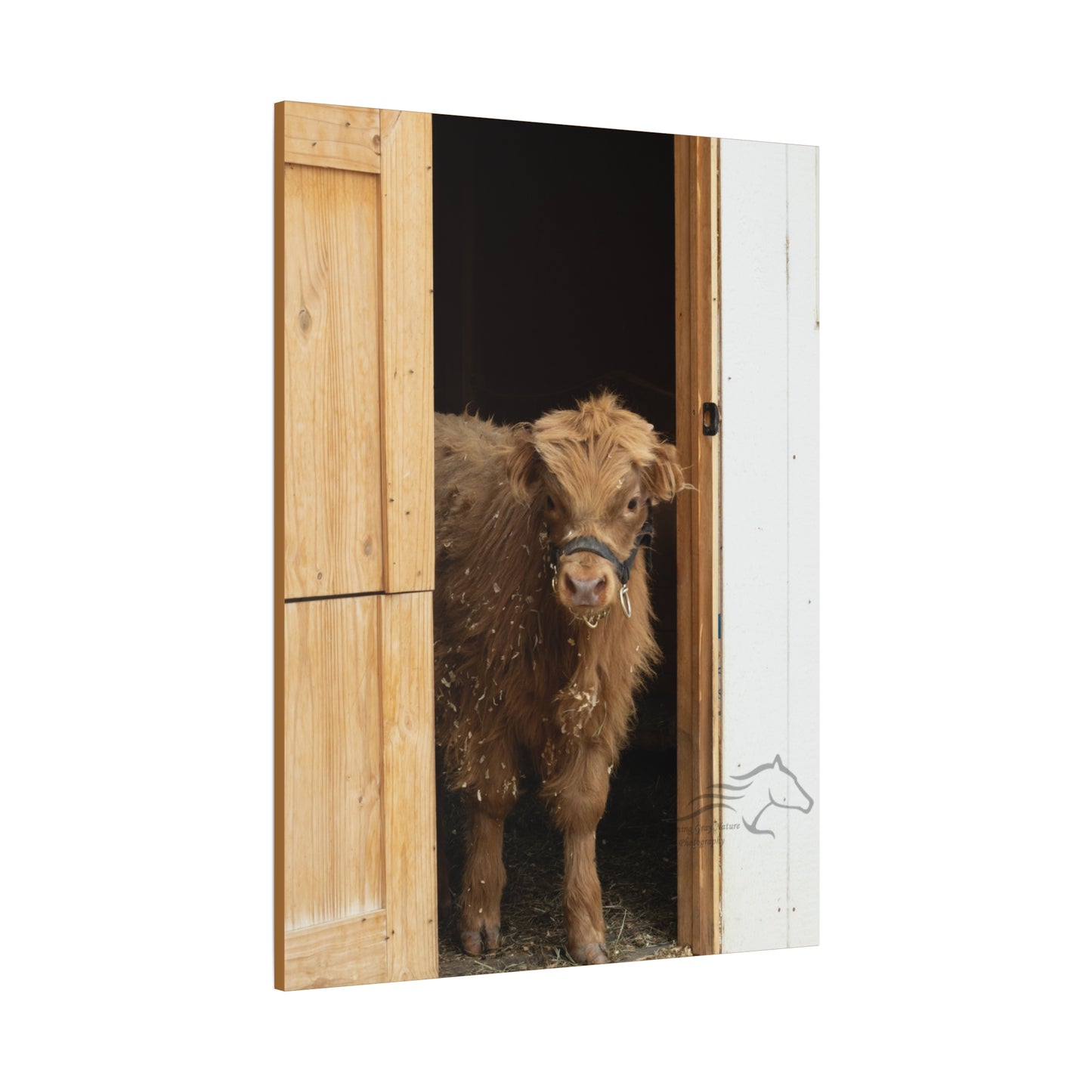 Little Highlander Canvas