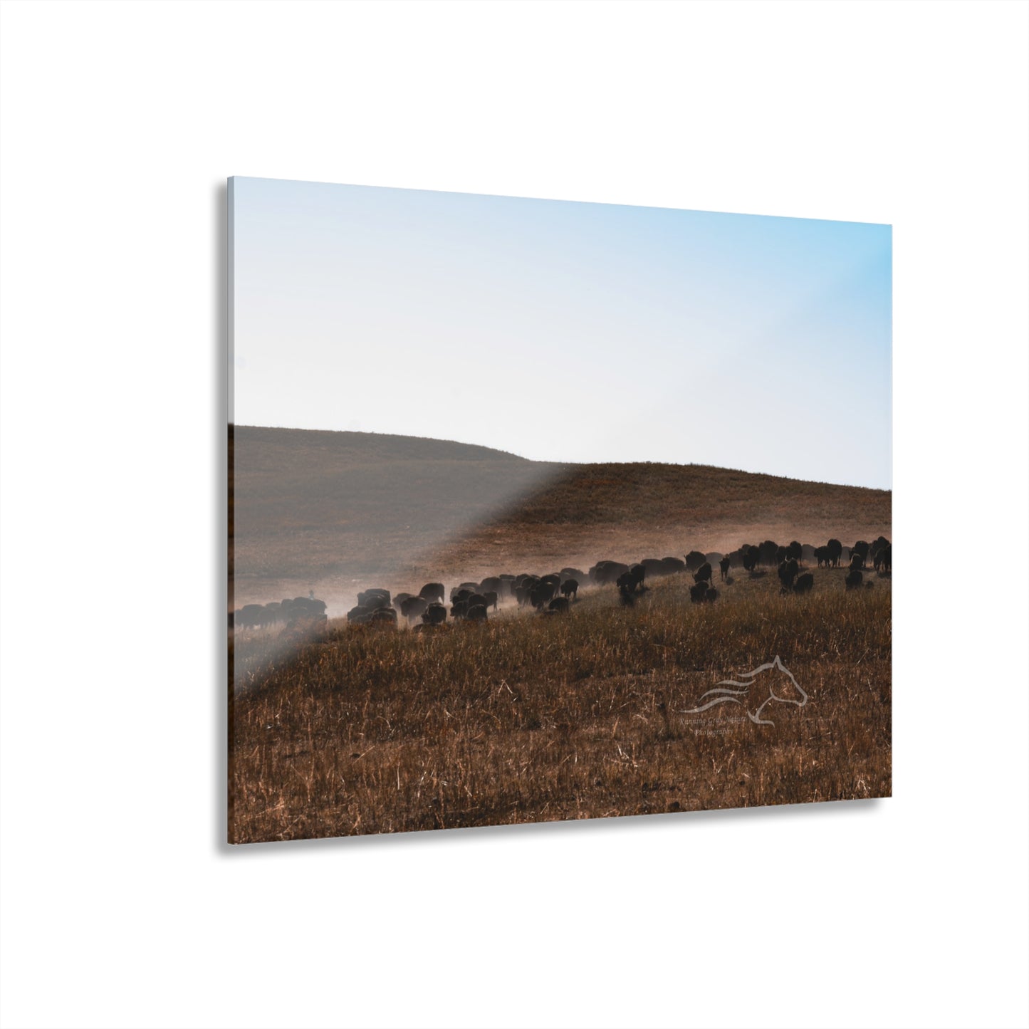 Buffalo Herd Acrylic