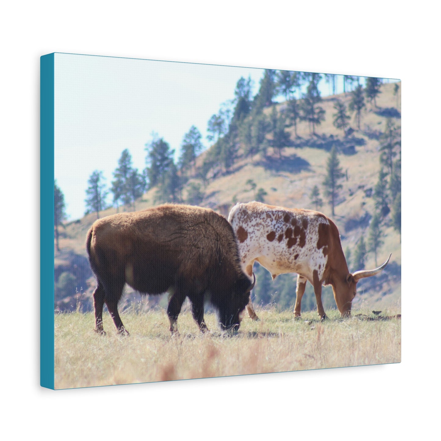 Long Horn and Buffalo Canvas
