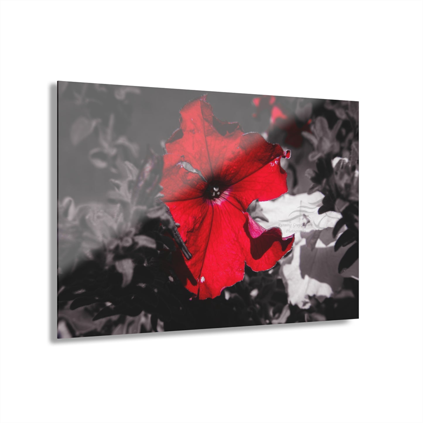 Black and Red Flower Acrylic