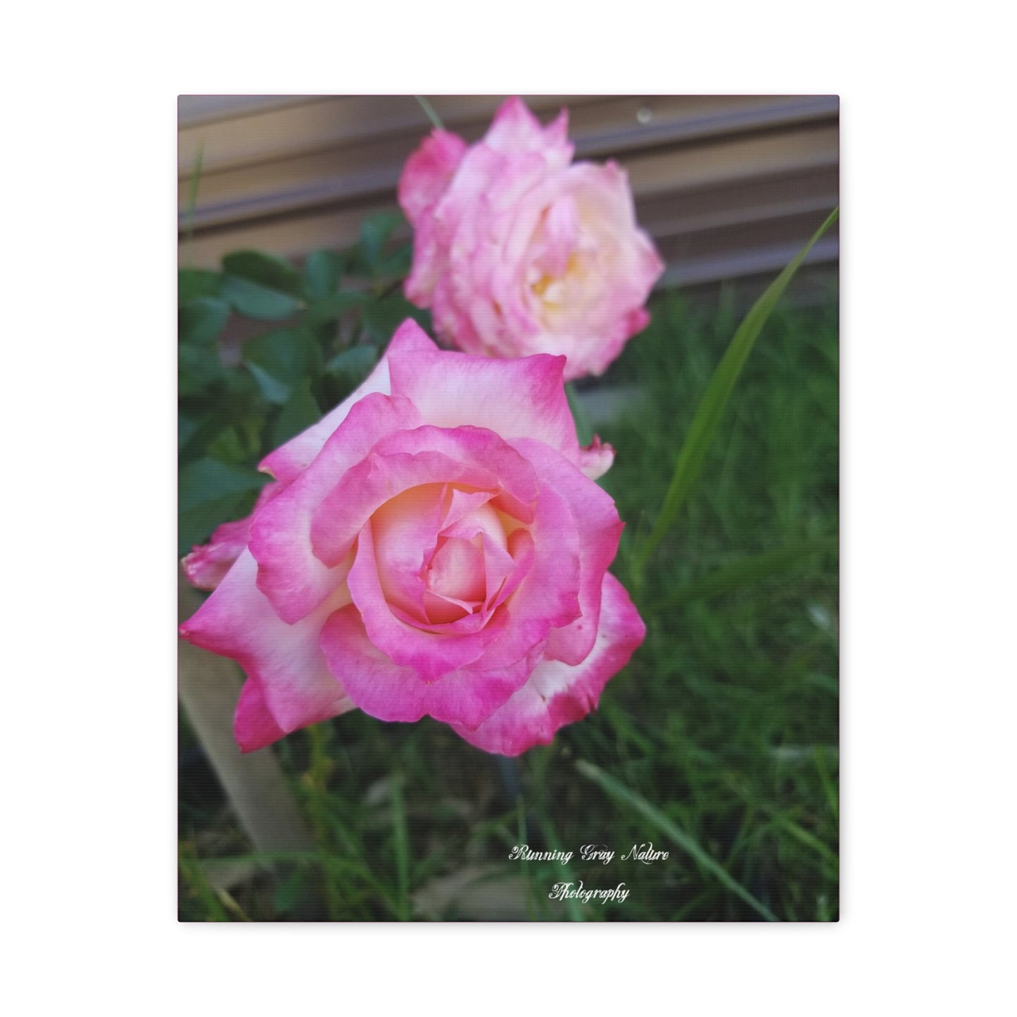 Pink Roses Matte Canvas, Stretched, 1.25"