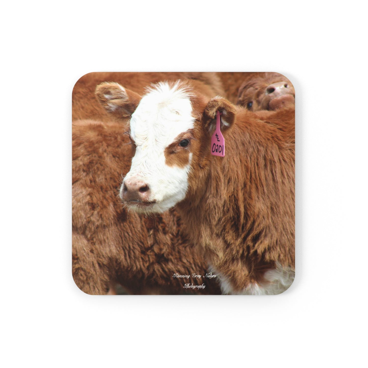 Red, White-Faced Calf Coasters