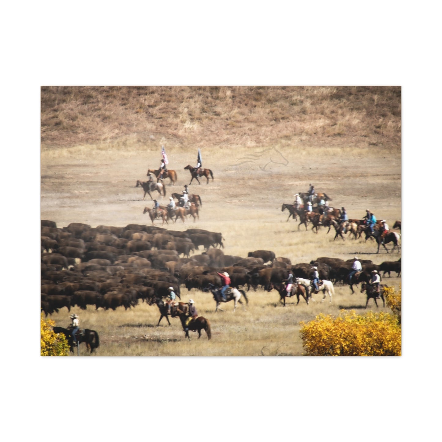 Cowboys and Buffalos Canvas