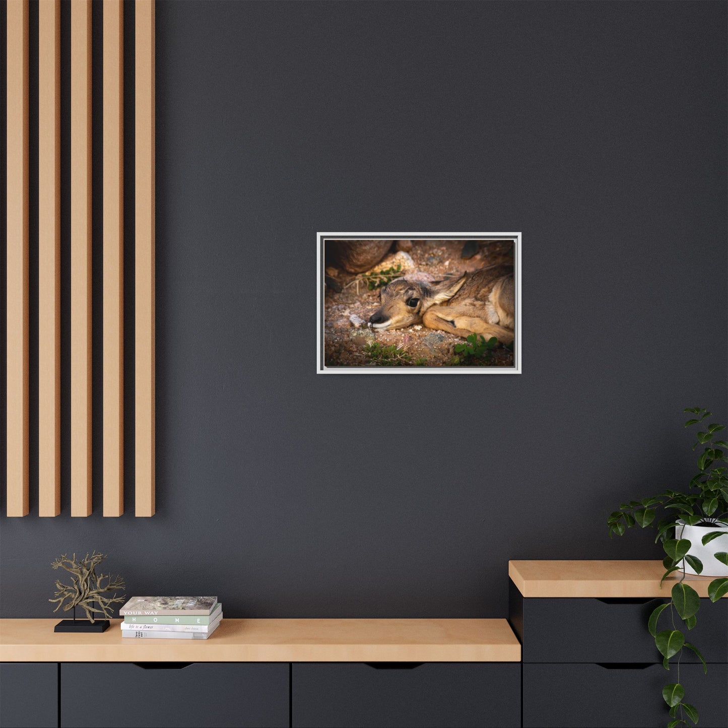 Baby Antelope Framed Canvas