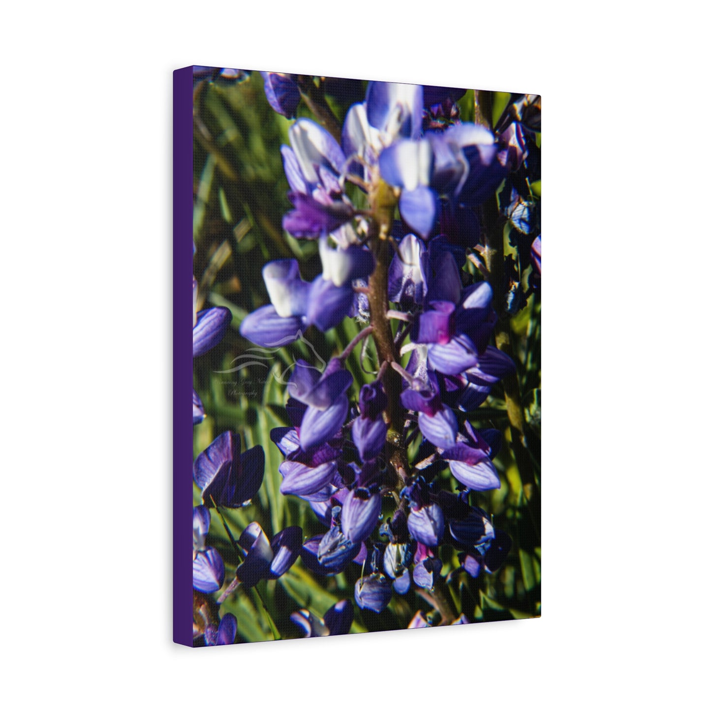 Arctic Lupine Canvas