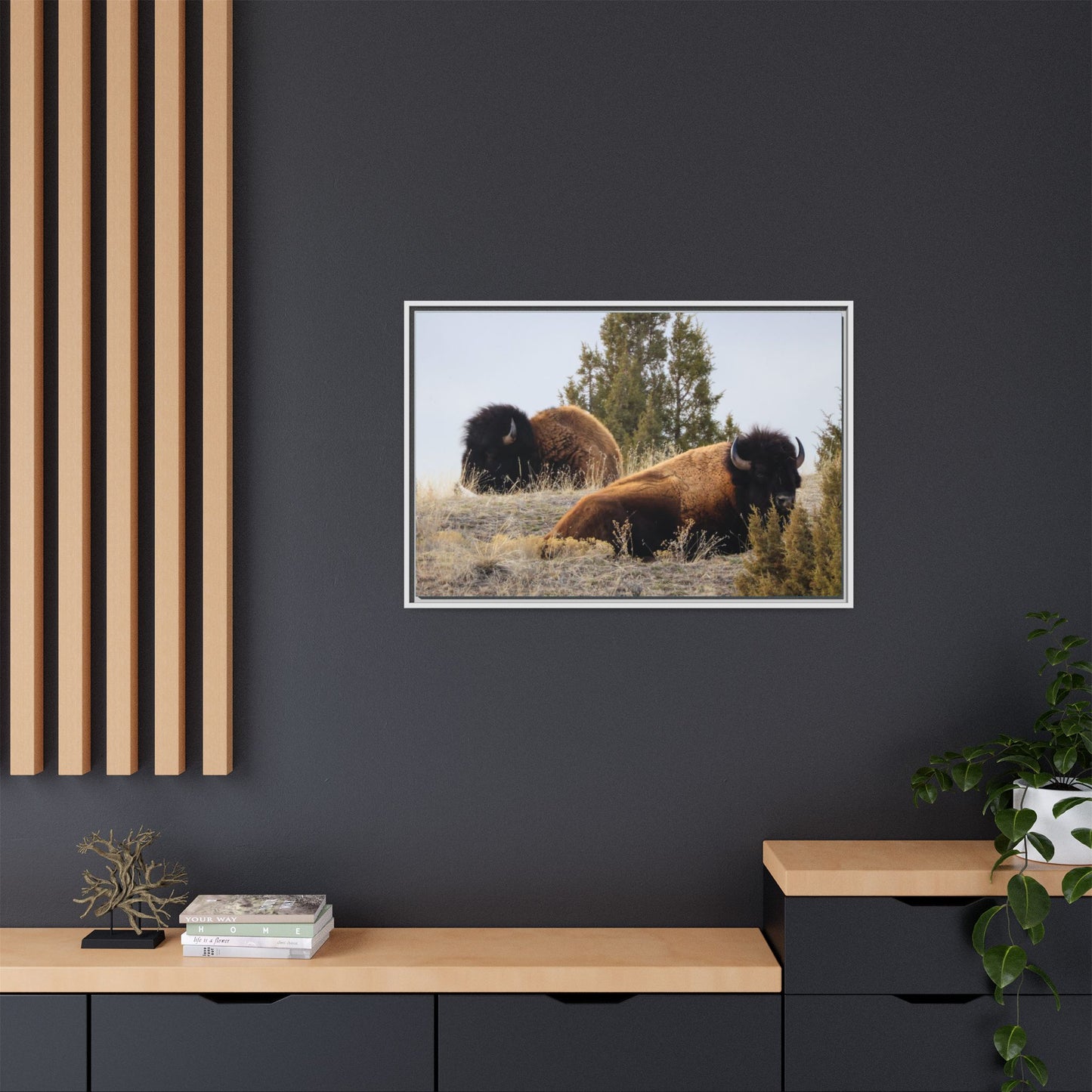 Two Bull Buffalo Framed Canvas