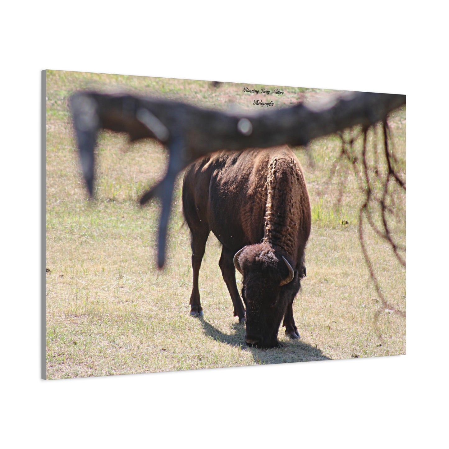 Buffalo Matte Canvas, Stretched, 1.25"